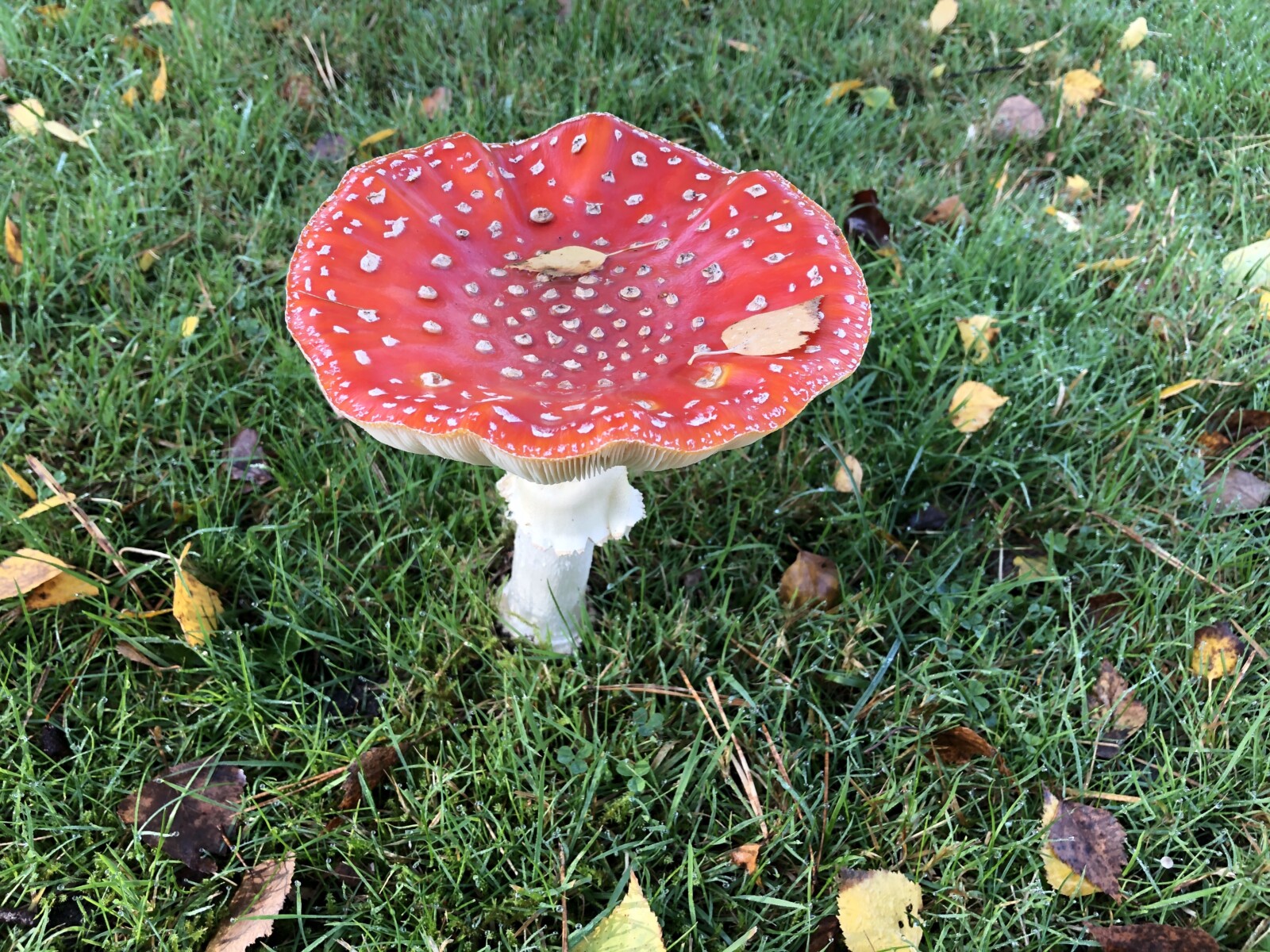Op een rode paddenstoel