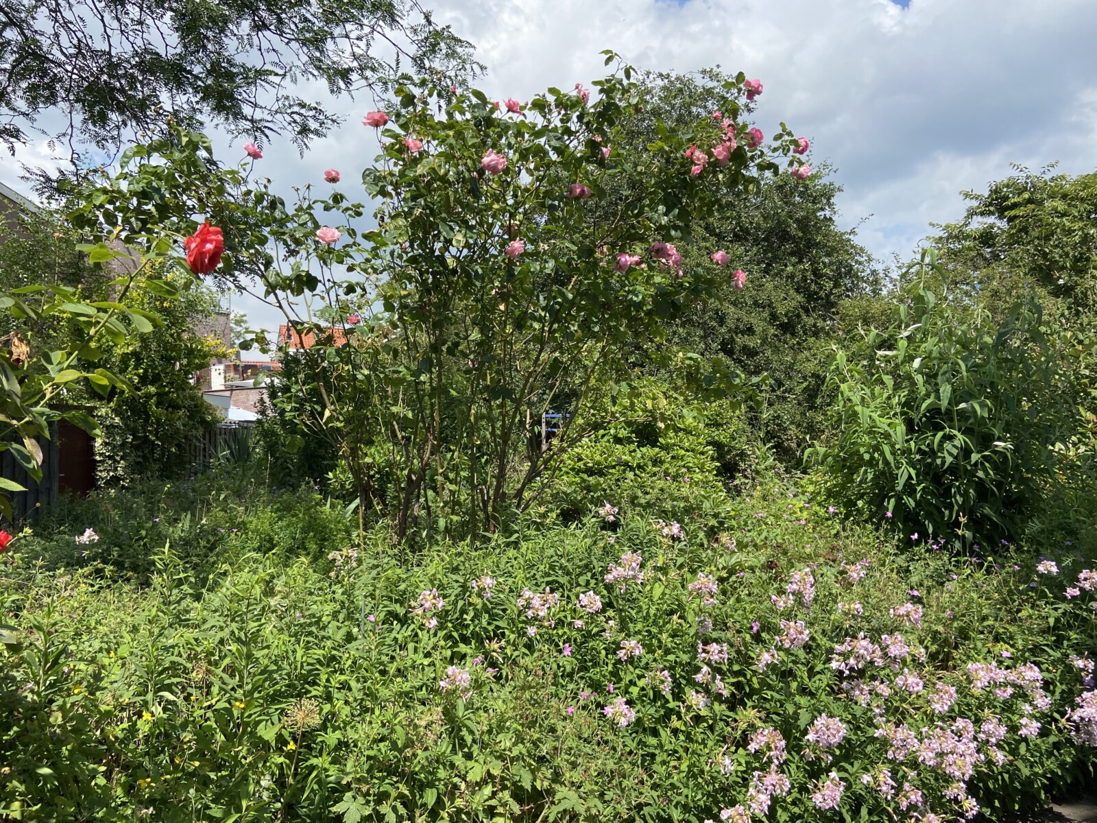 verborgen tuin