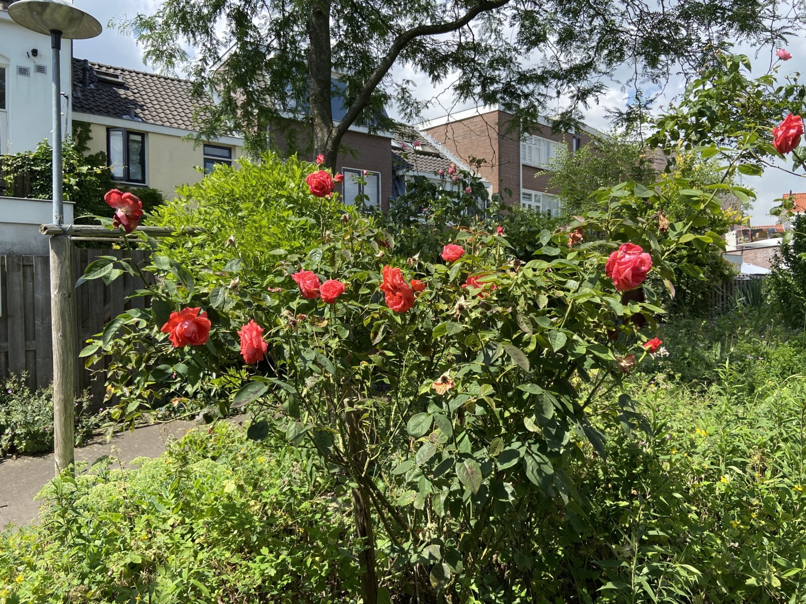 verborgen tuin