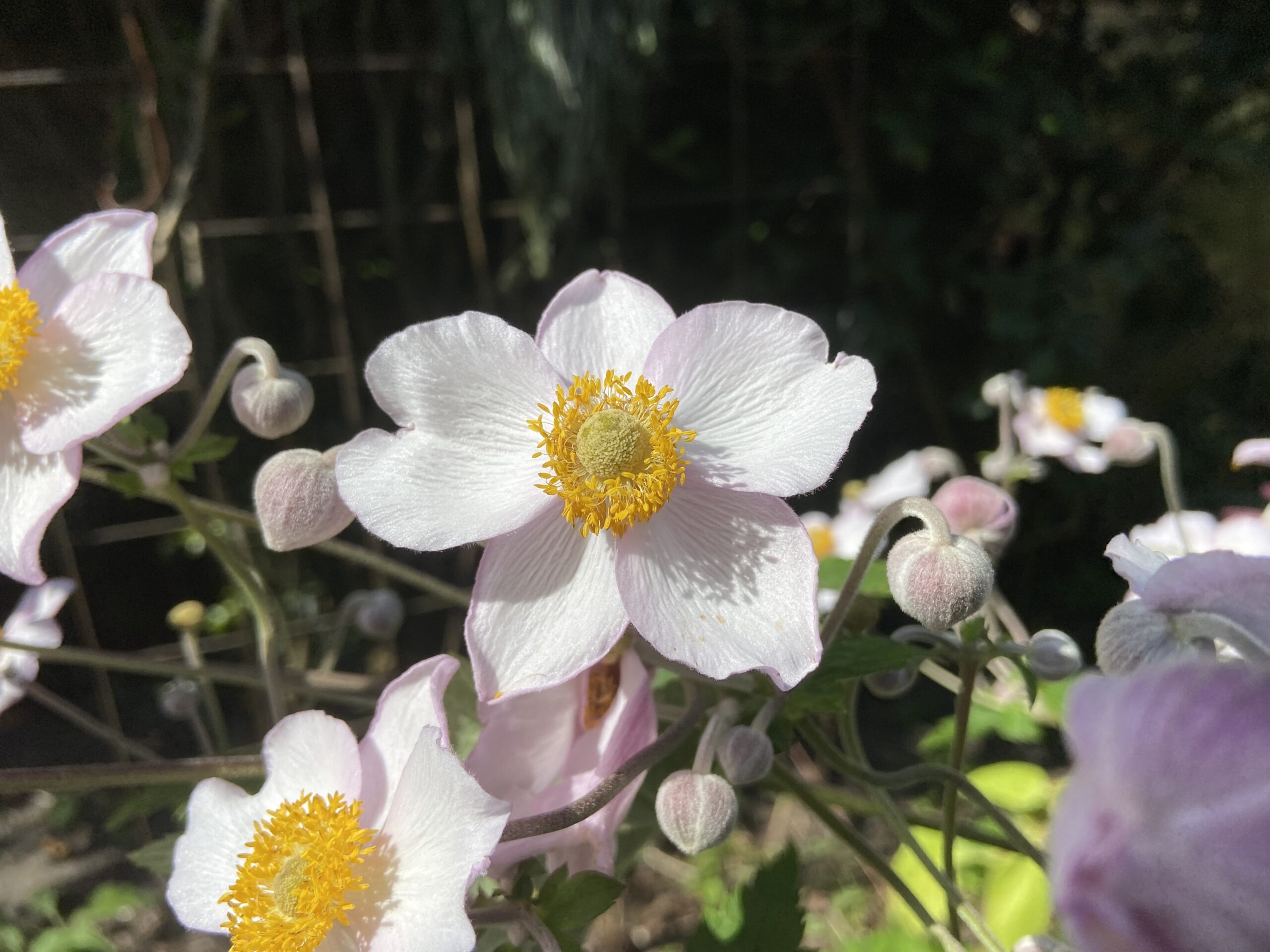 Rondje Tuin in  Oosterstreek