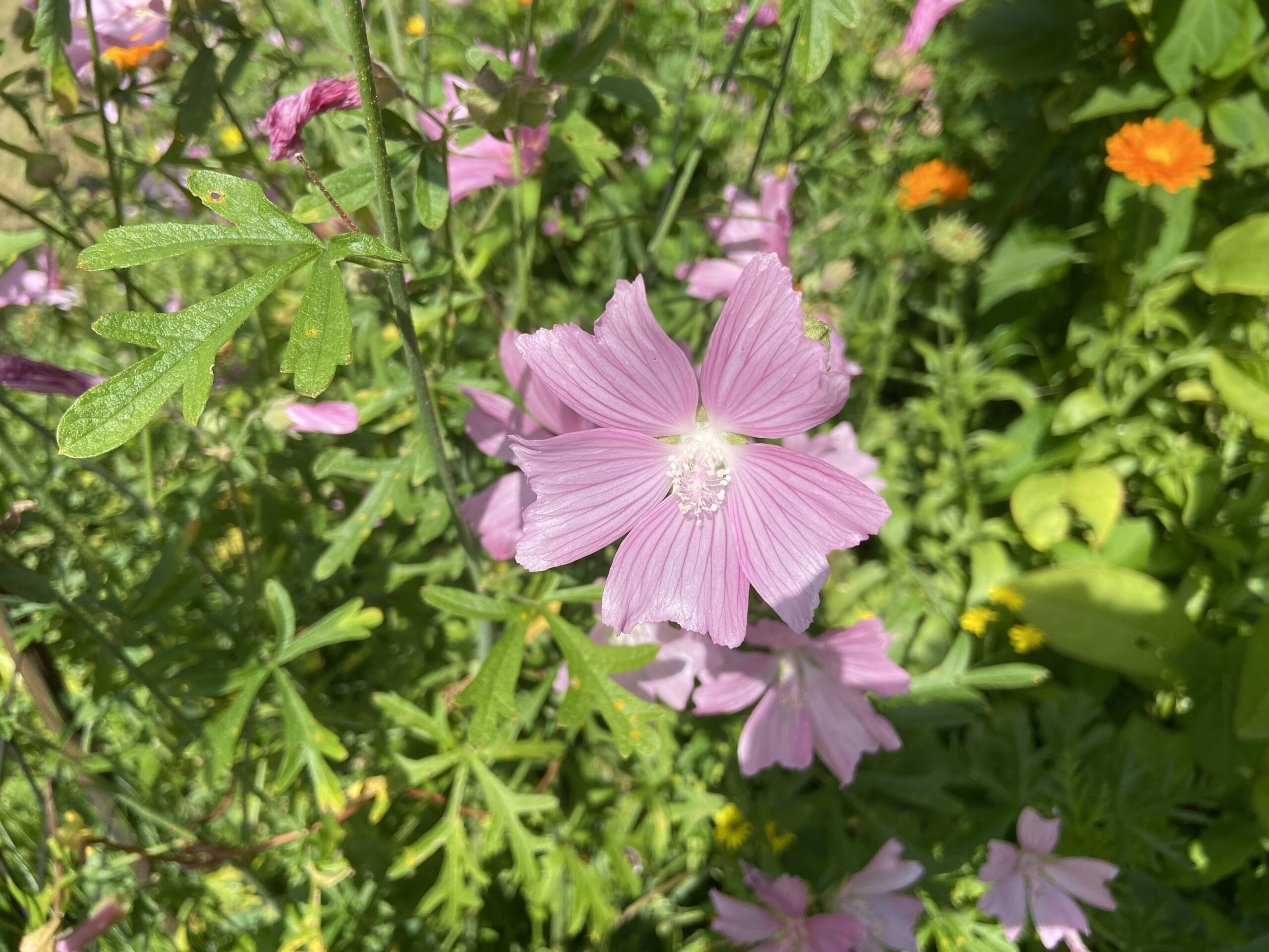 Rondje Tuin in  Oosterstreek