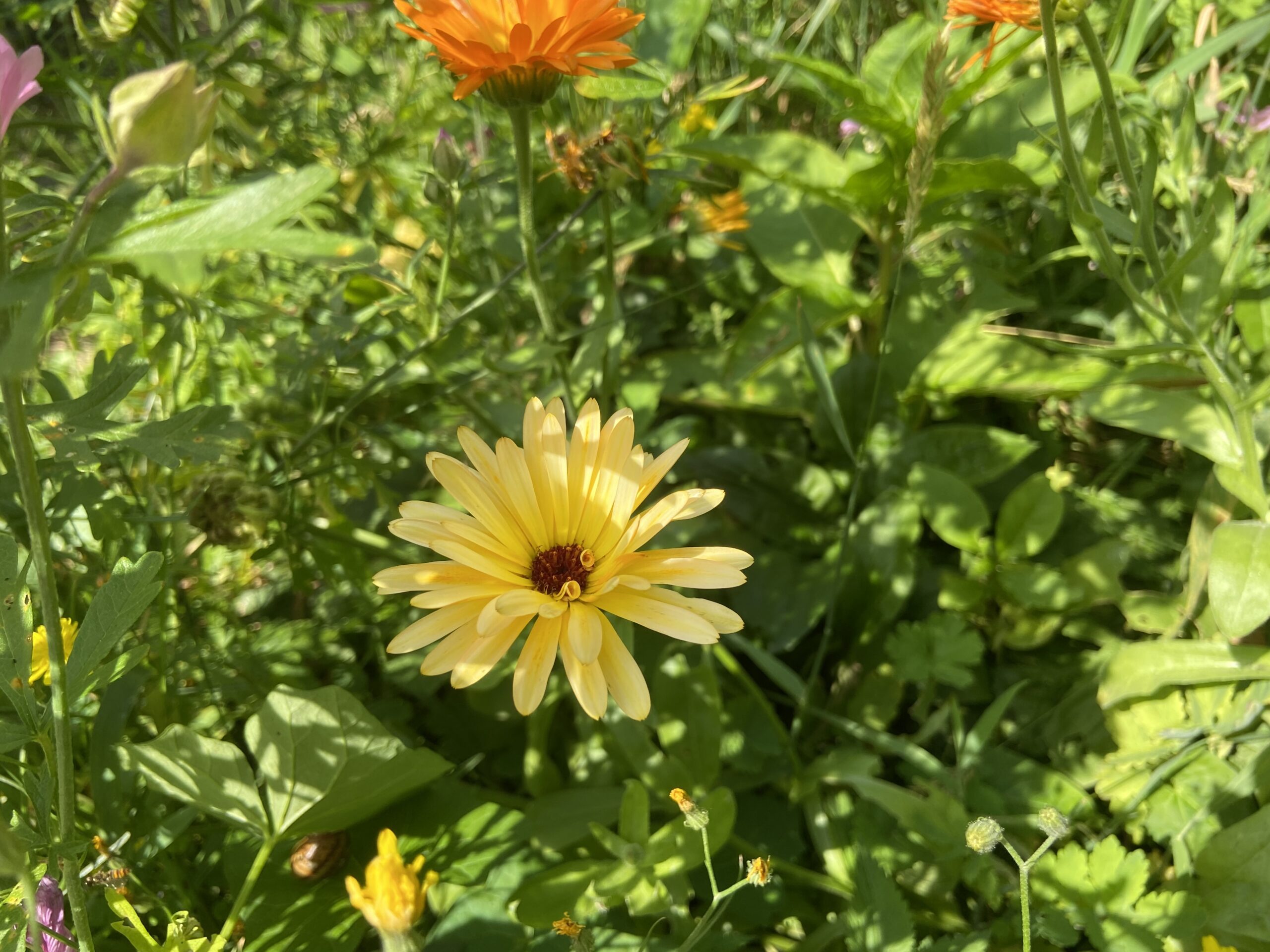 Rondje Tuin in  Oosterstreek