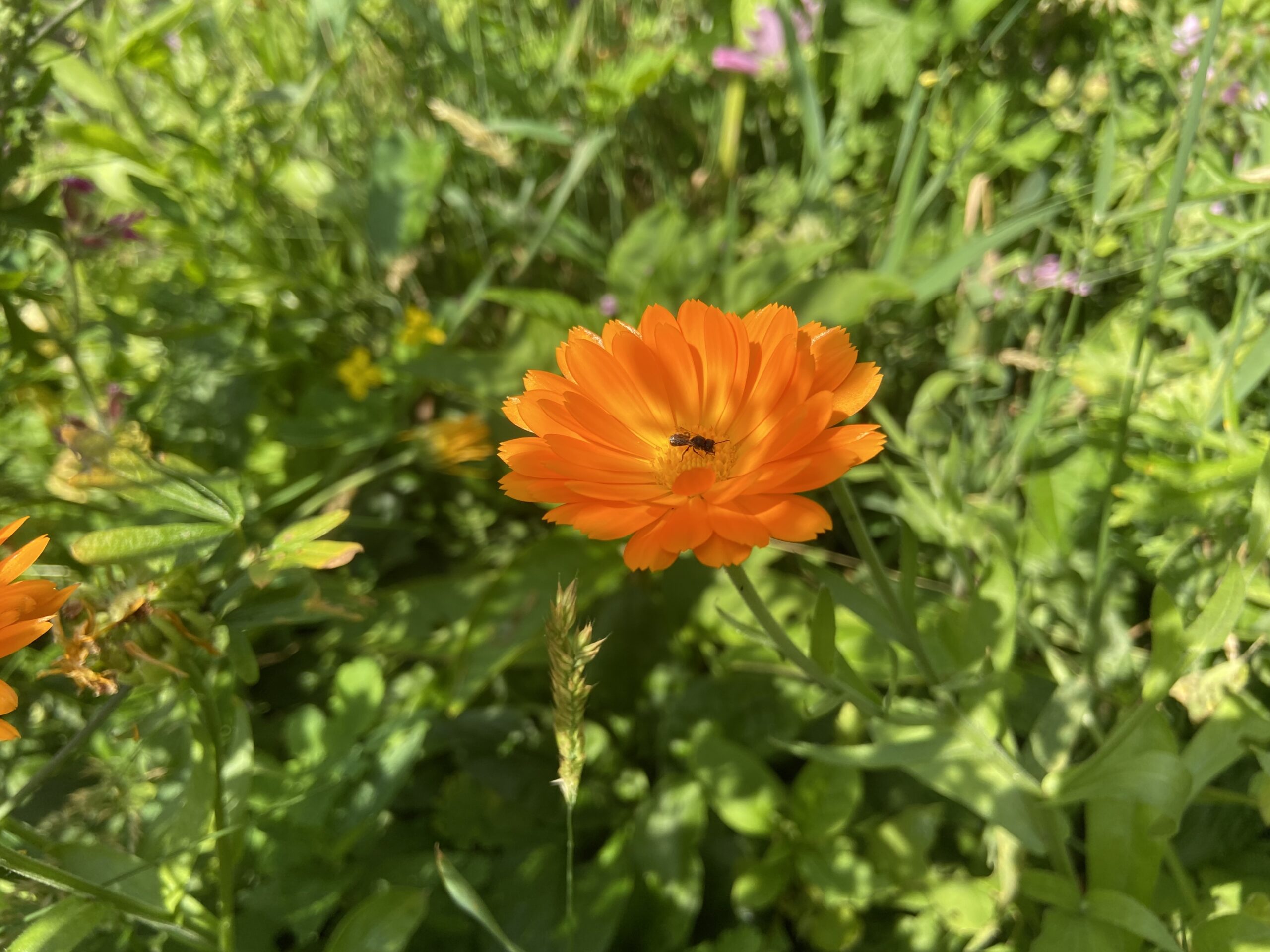 Rondje Tuin in  Oosterstreek