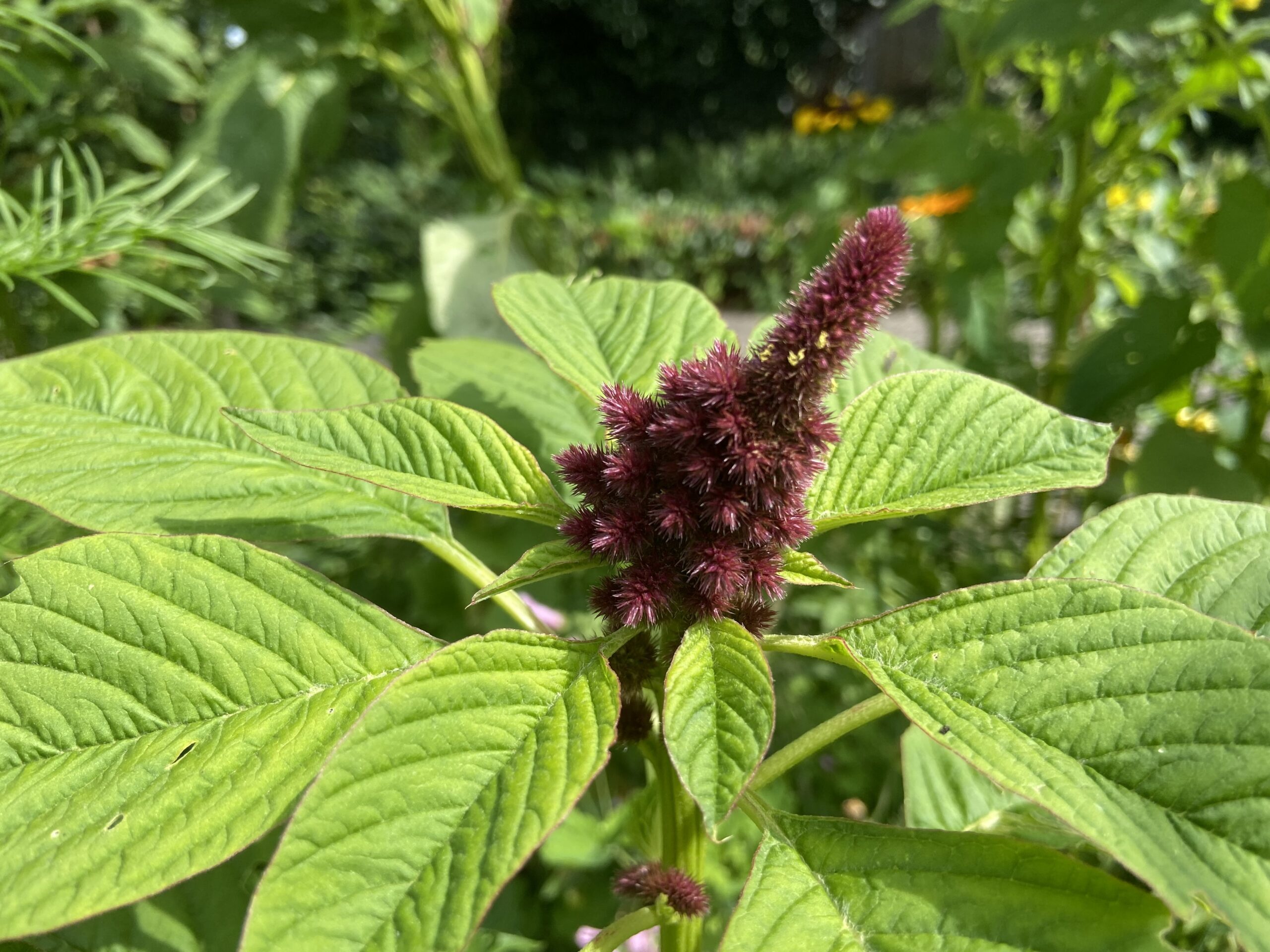 Rondje Tuin in  Oosterstreek