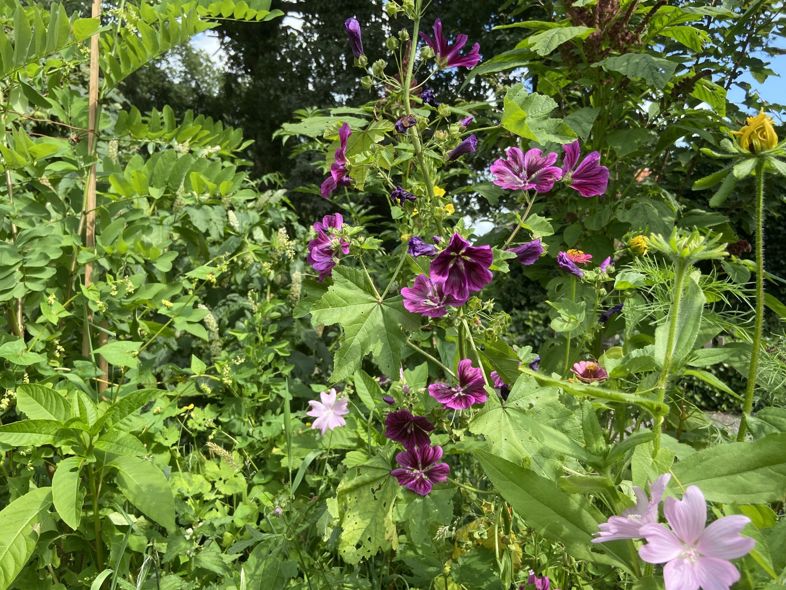 Rondje Tuin in  Oosterstreek