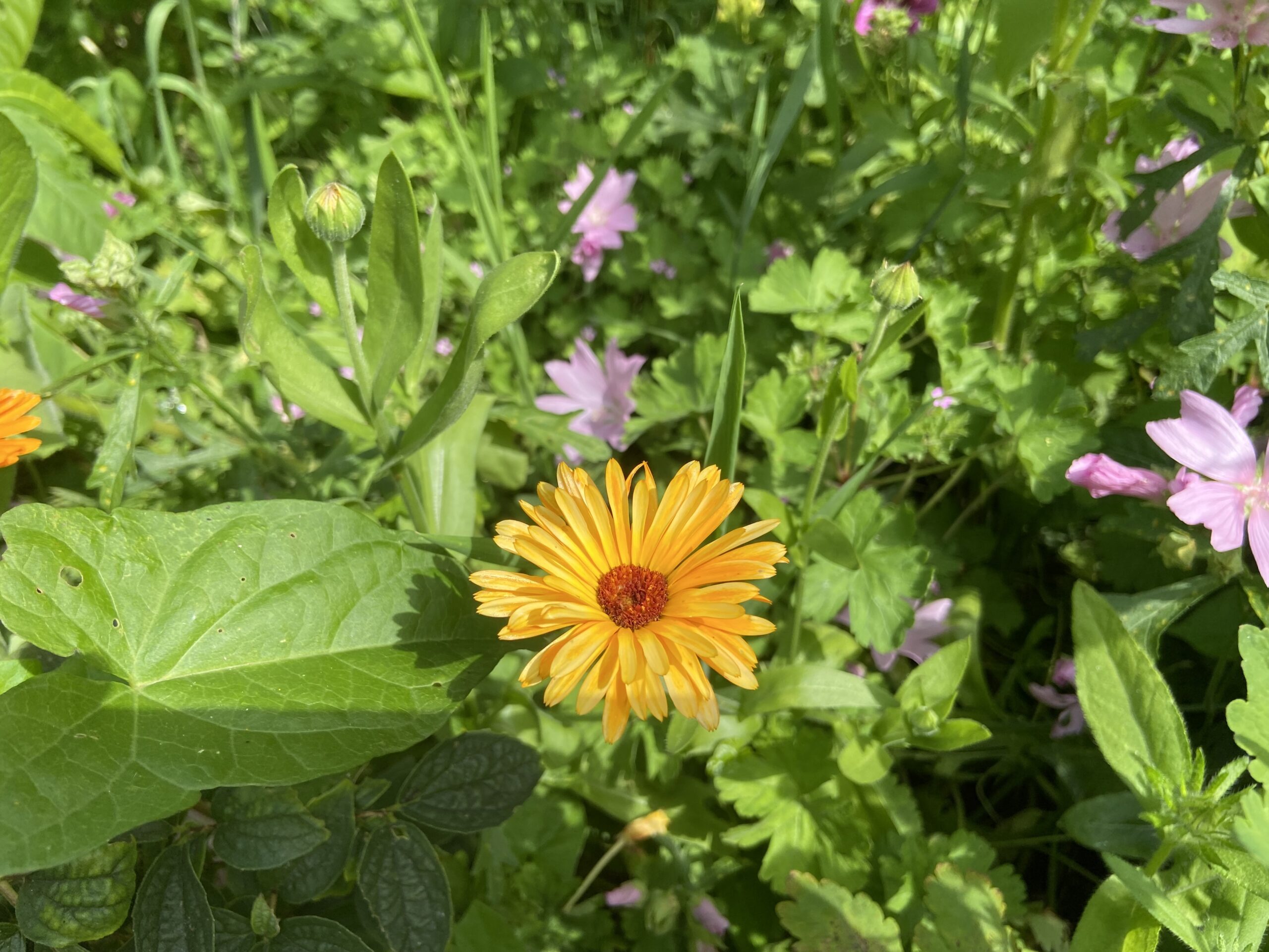 Rondje Tuin in  Oosterstreek