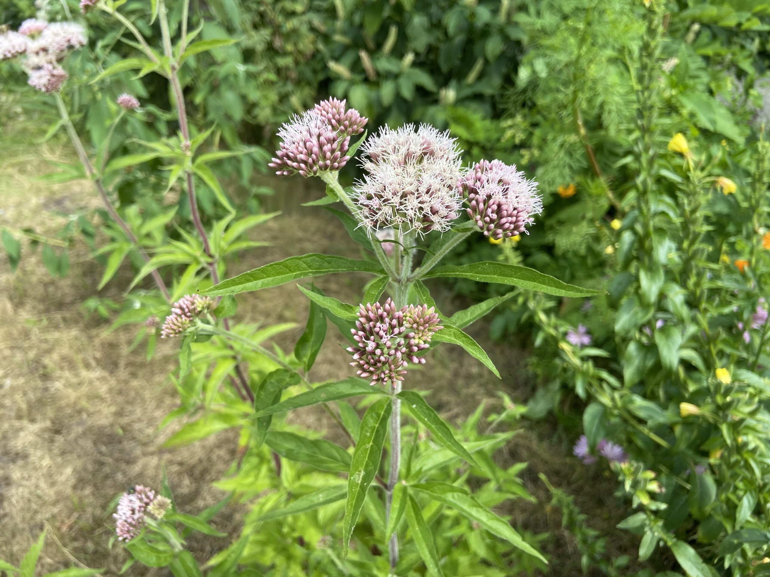 Rondje Tuin in  Oosterstreek