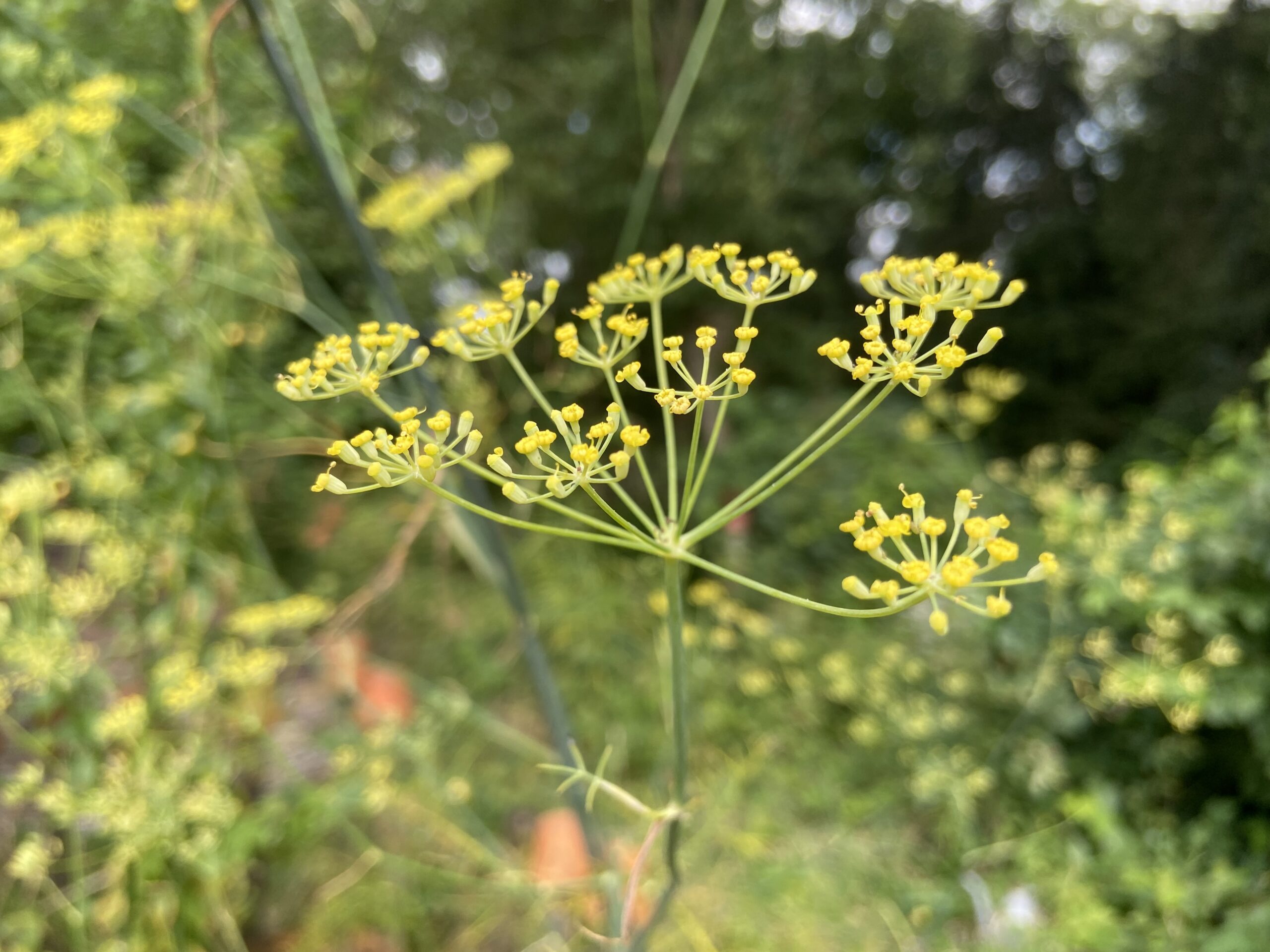 Rondje Tuin in  Oosterstreek