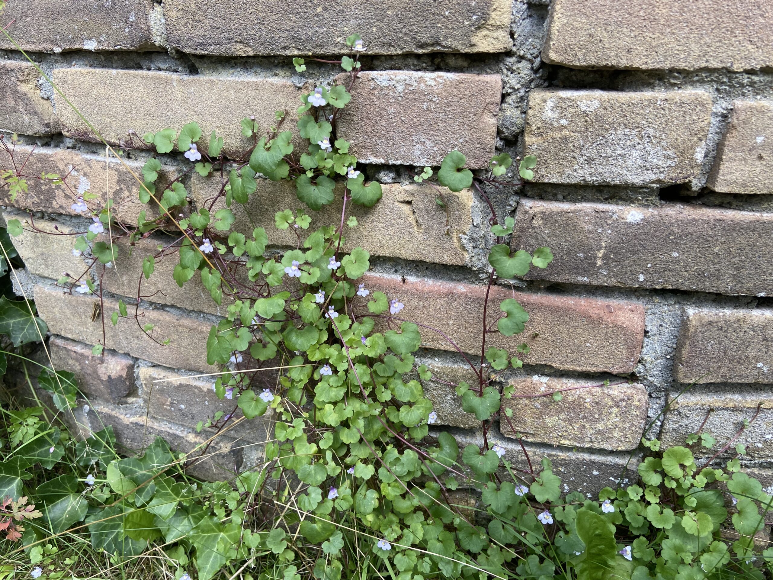 Rondje Tuin in  Oosterstreek