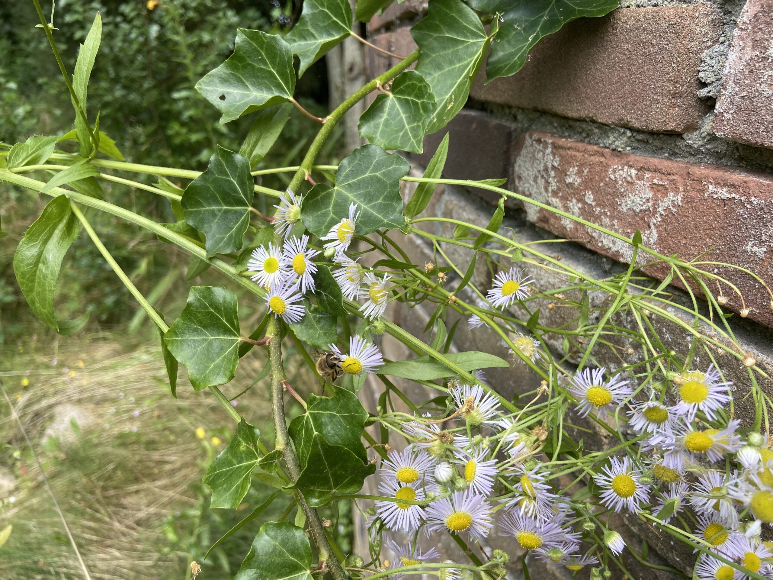 Rondje Tuin in  Oosterstreek