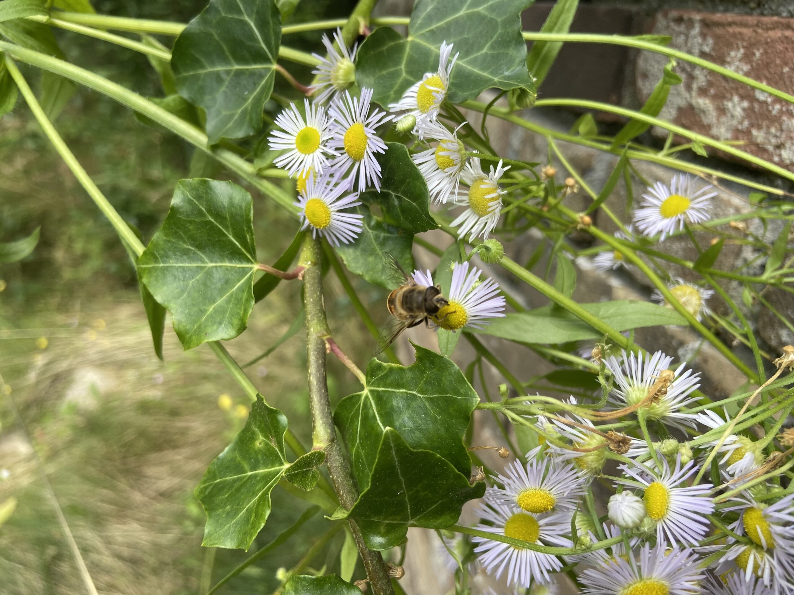 Rondje Tuin in  Oosterstreek