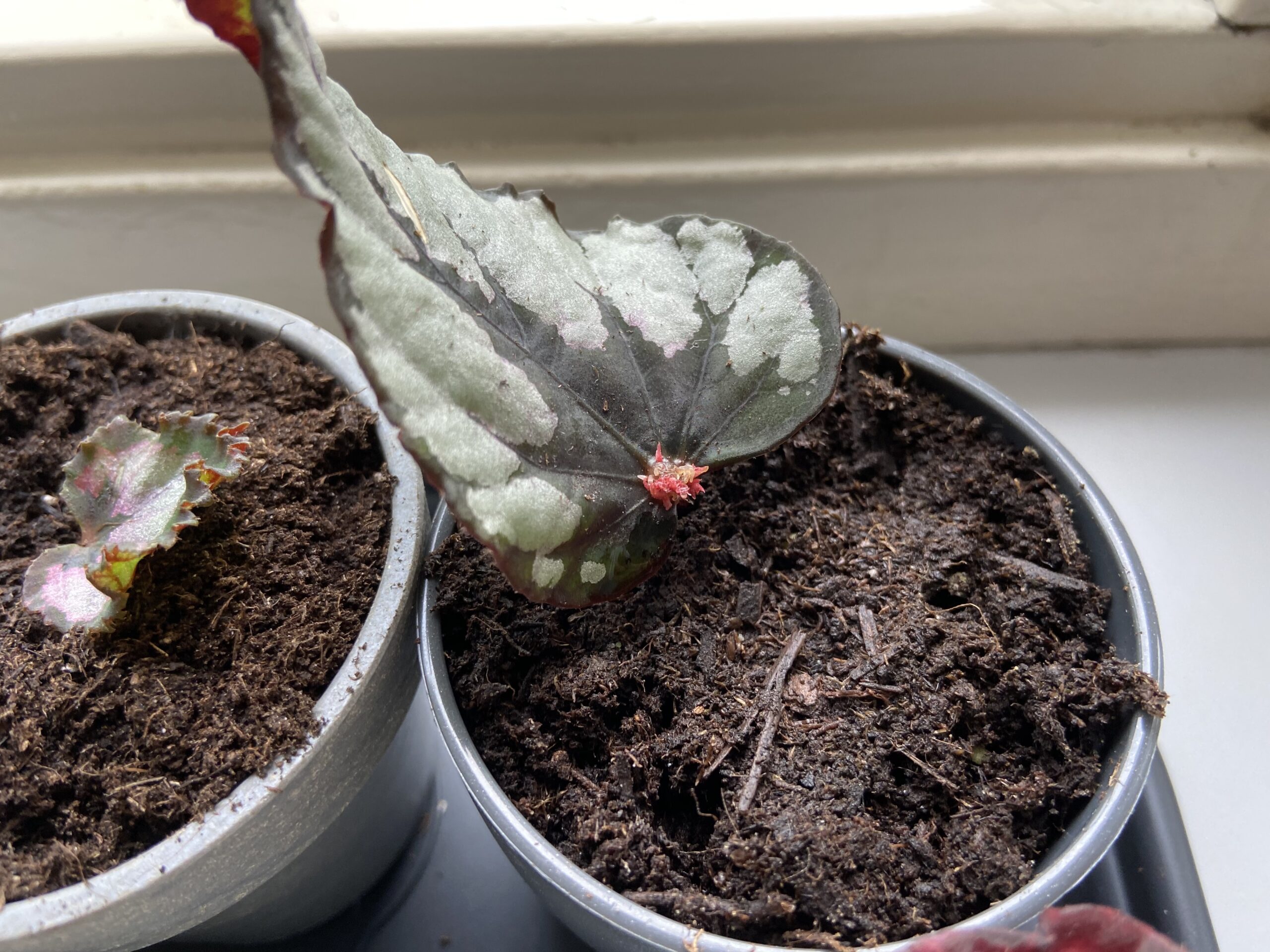 close-up begonia stek