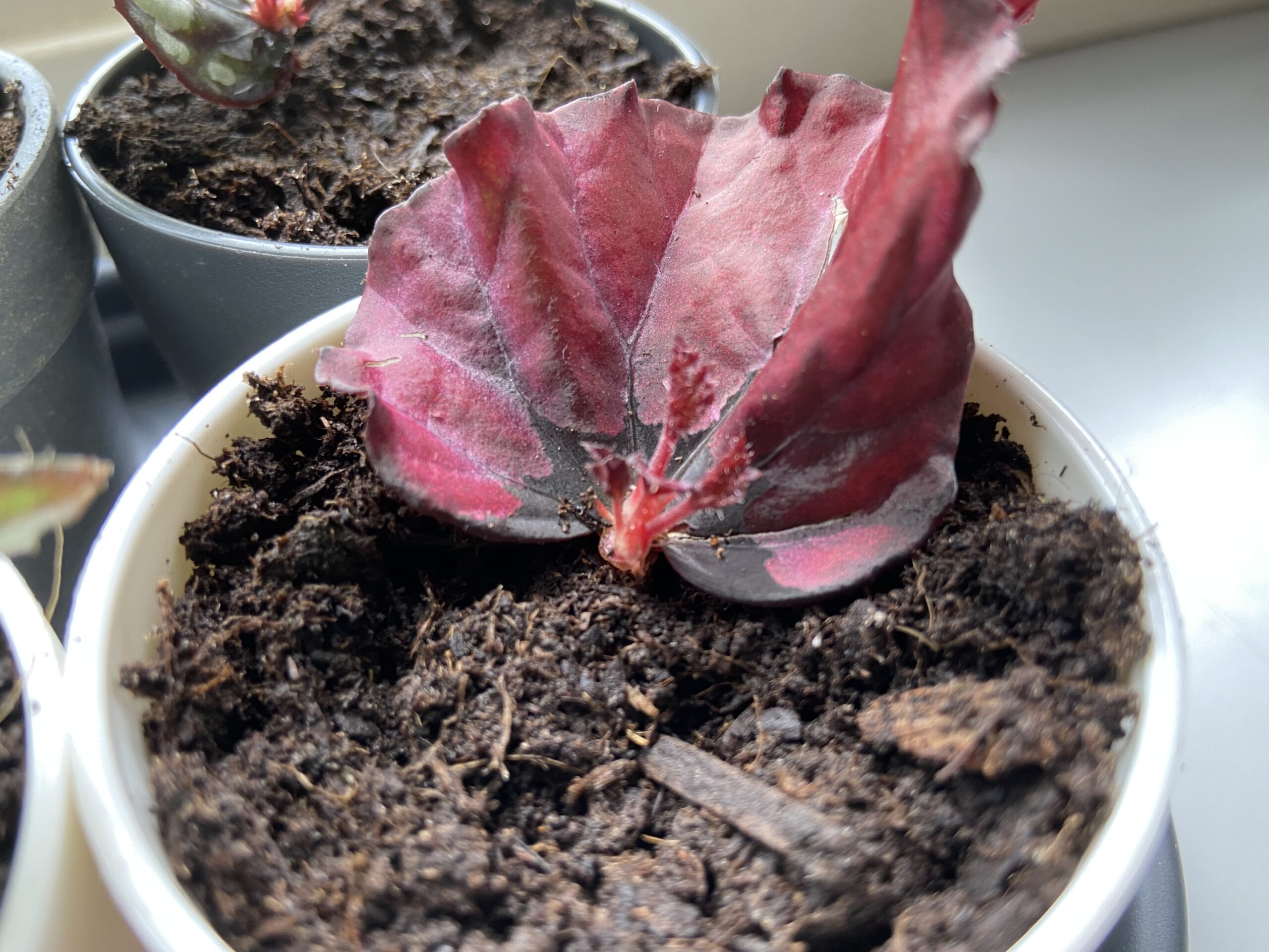 close-up begonia stek