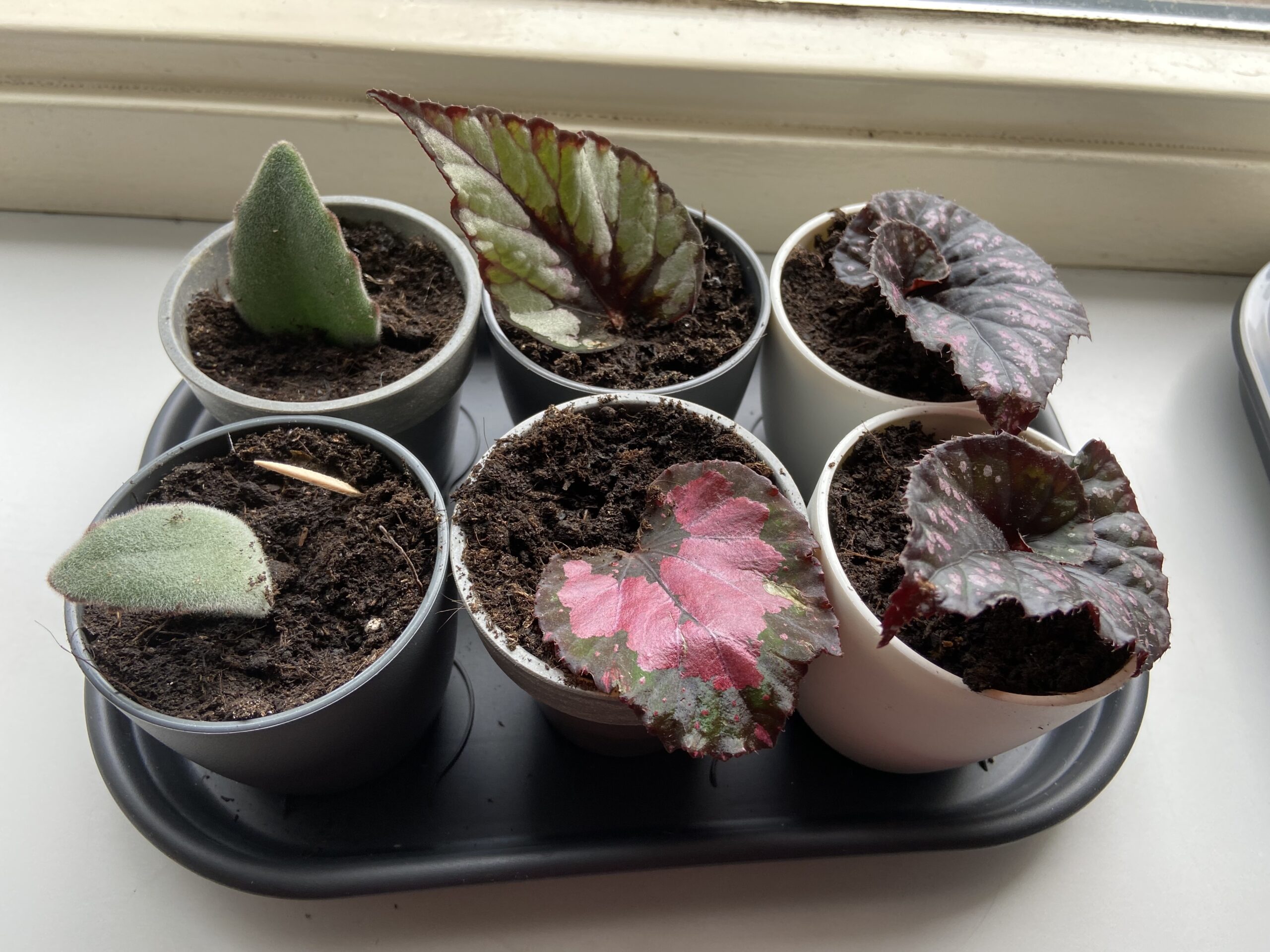 begonia's en kalanchoe tomentosa