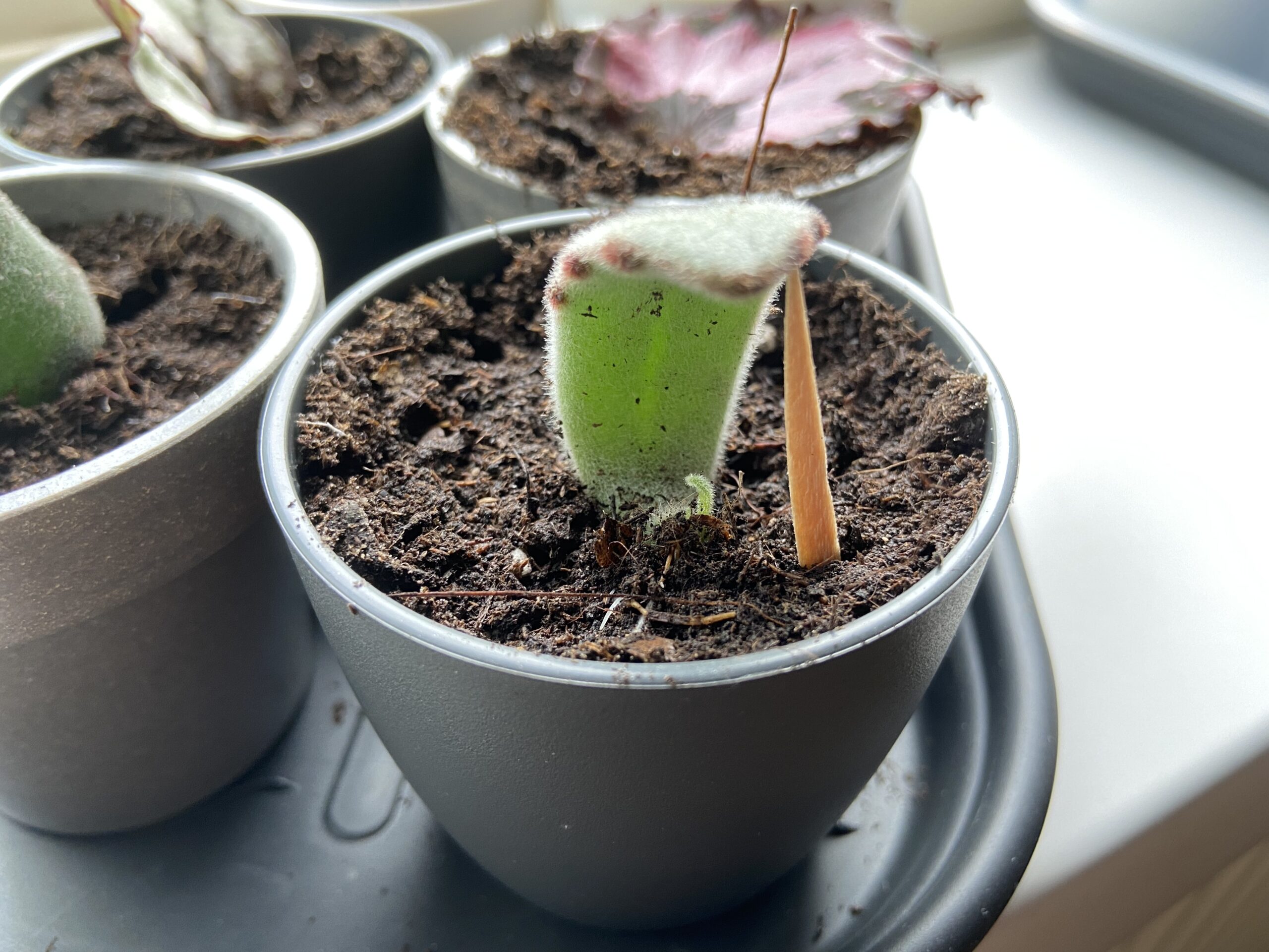 kalanchoe tomentosa stek close up