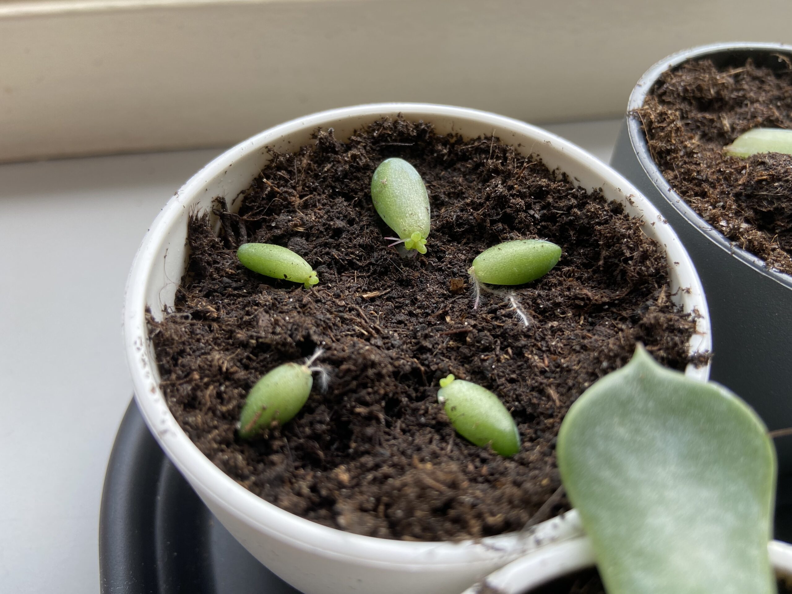 vetplantje close-up sedum burrito 