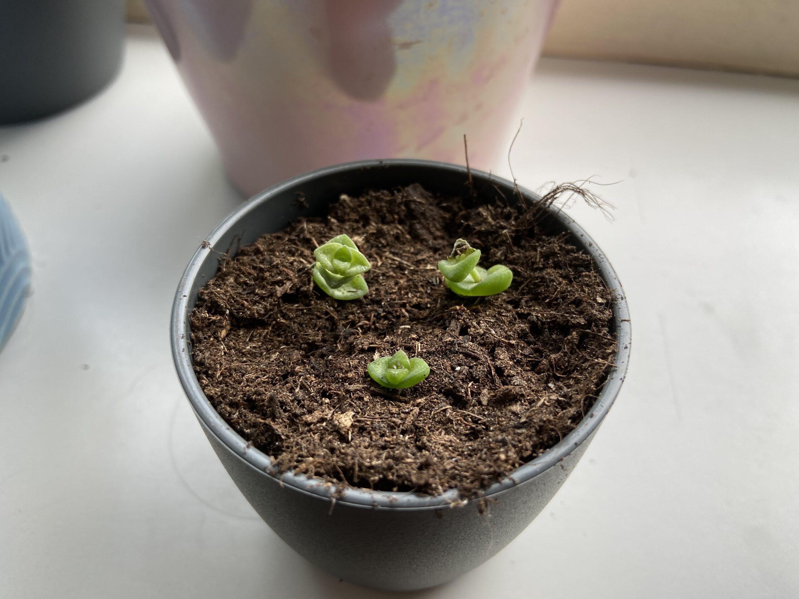 crassula hottentot