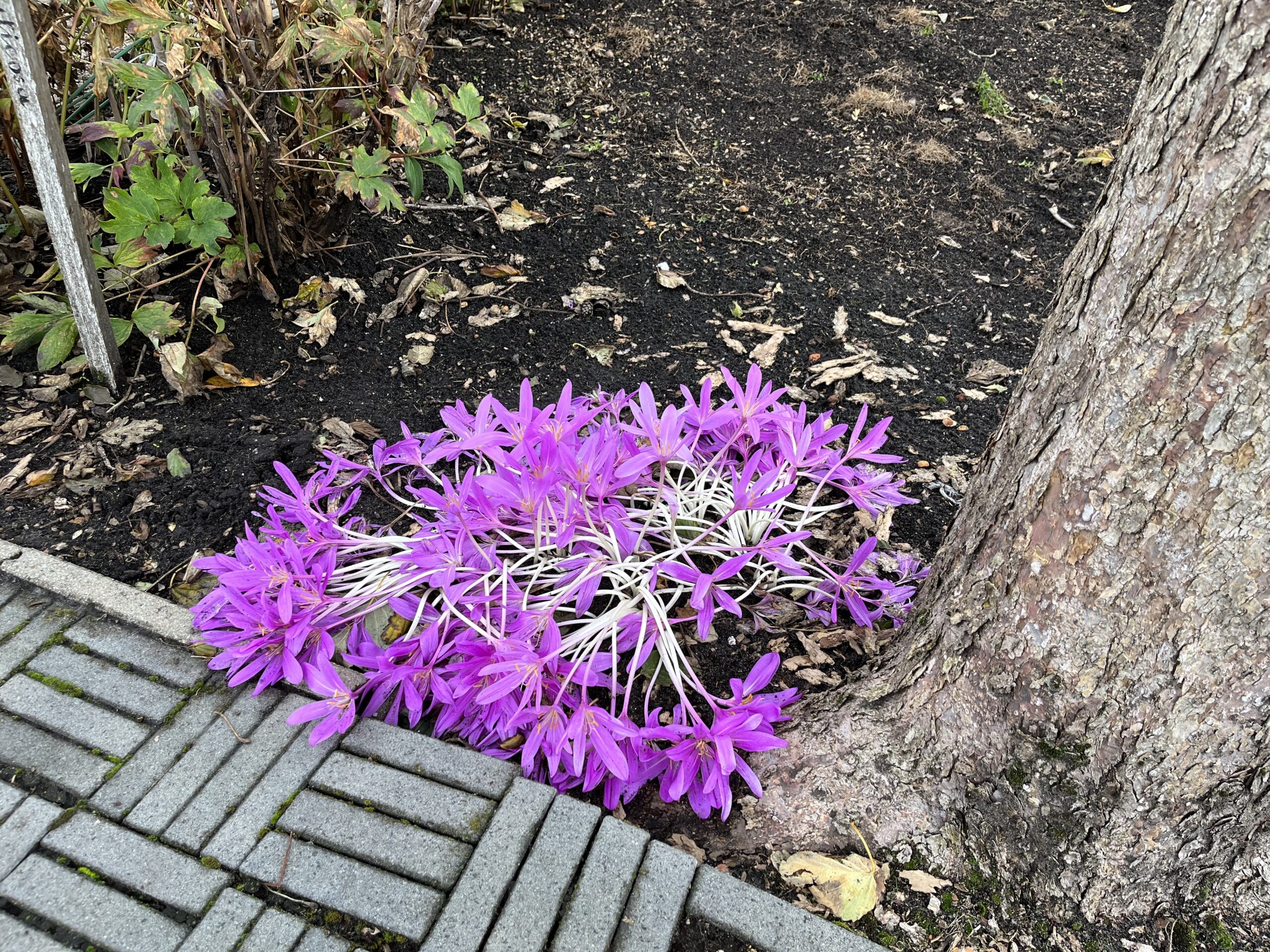 Naar de Proeftuin van Holland en Boomkwekerijmuseum in Boskoop