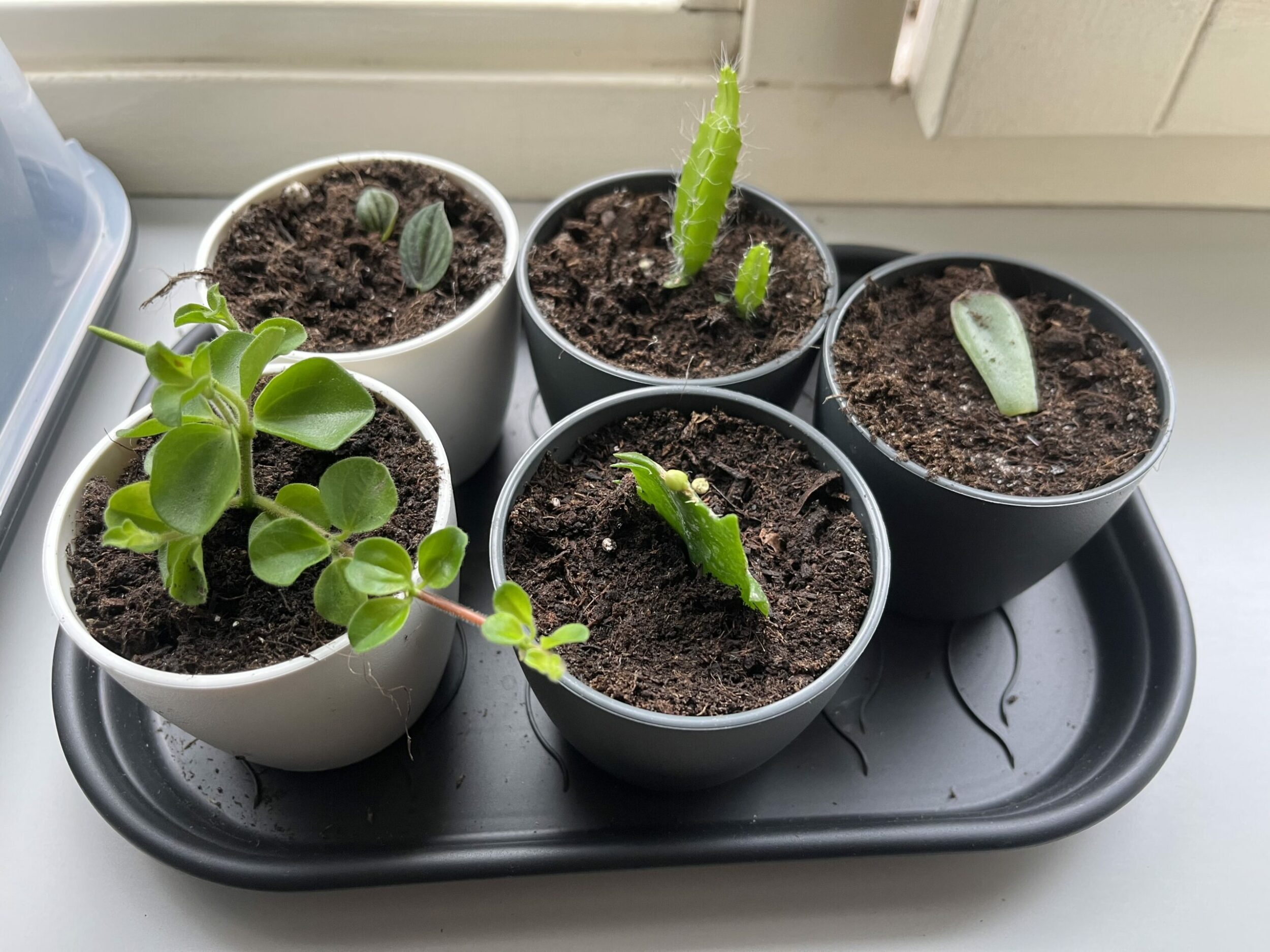 Update Plantenstekjes peperomia, hycolecereus undatus, lidcactus