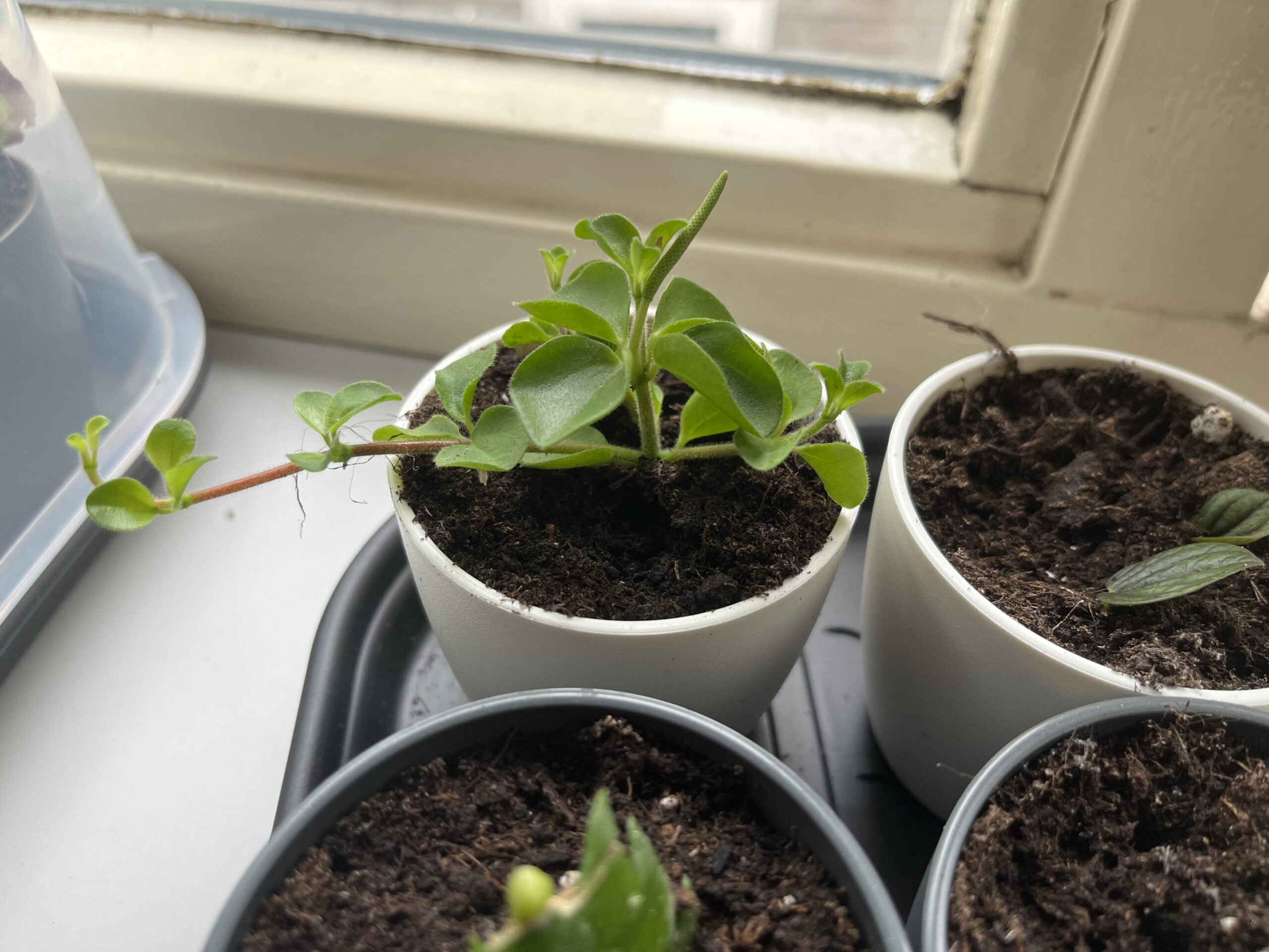 Update Plantenstekjes peperomia