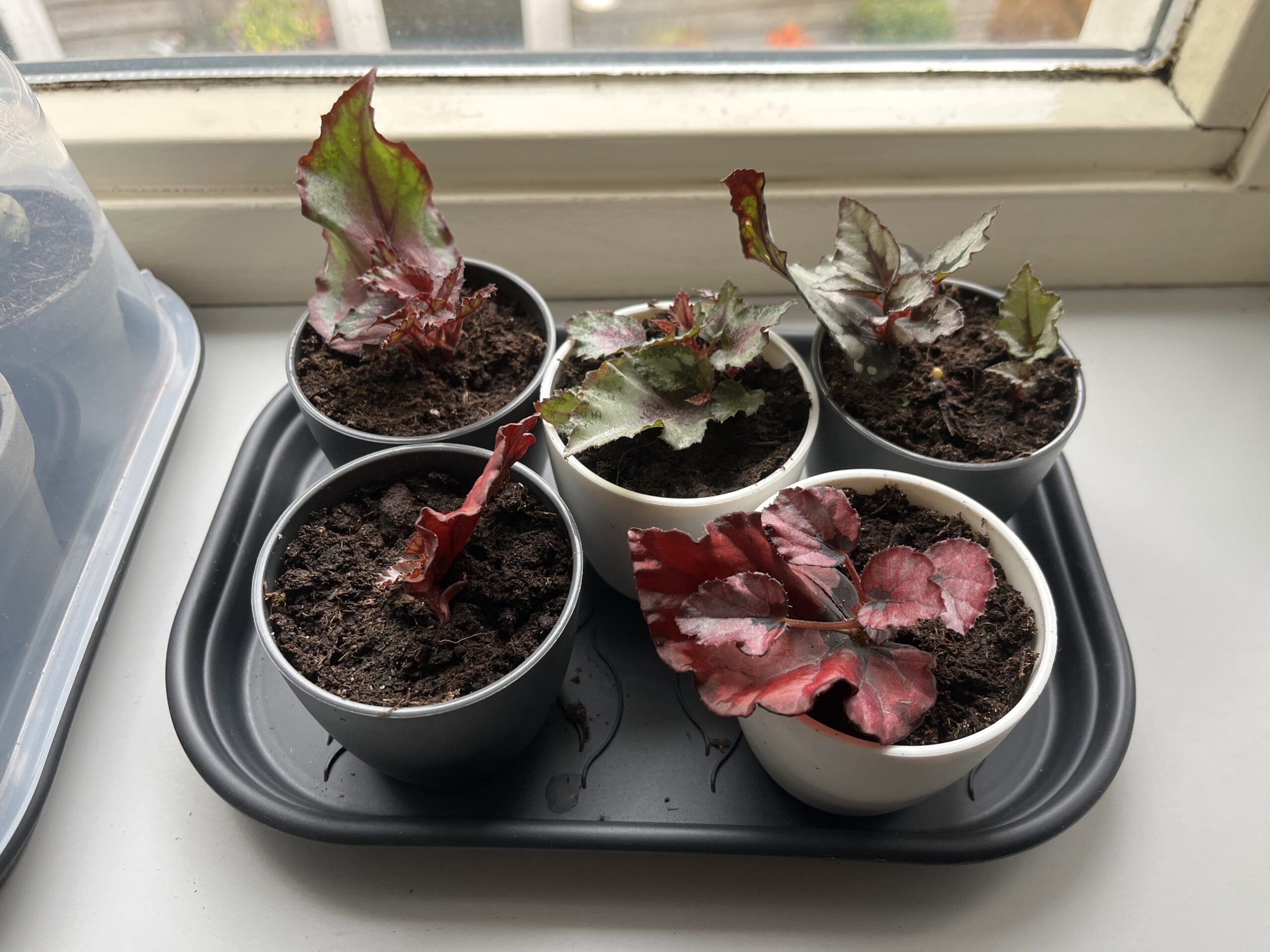 Update Plantenstekjes begonia's