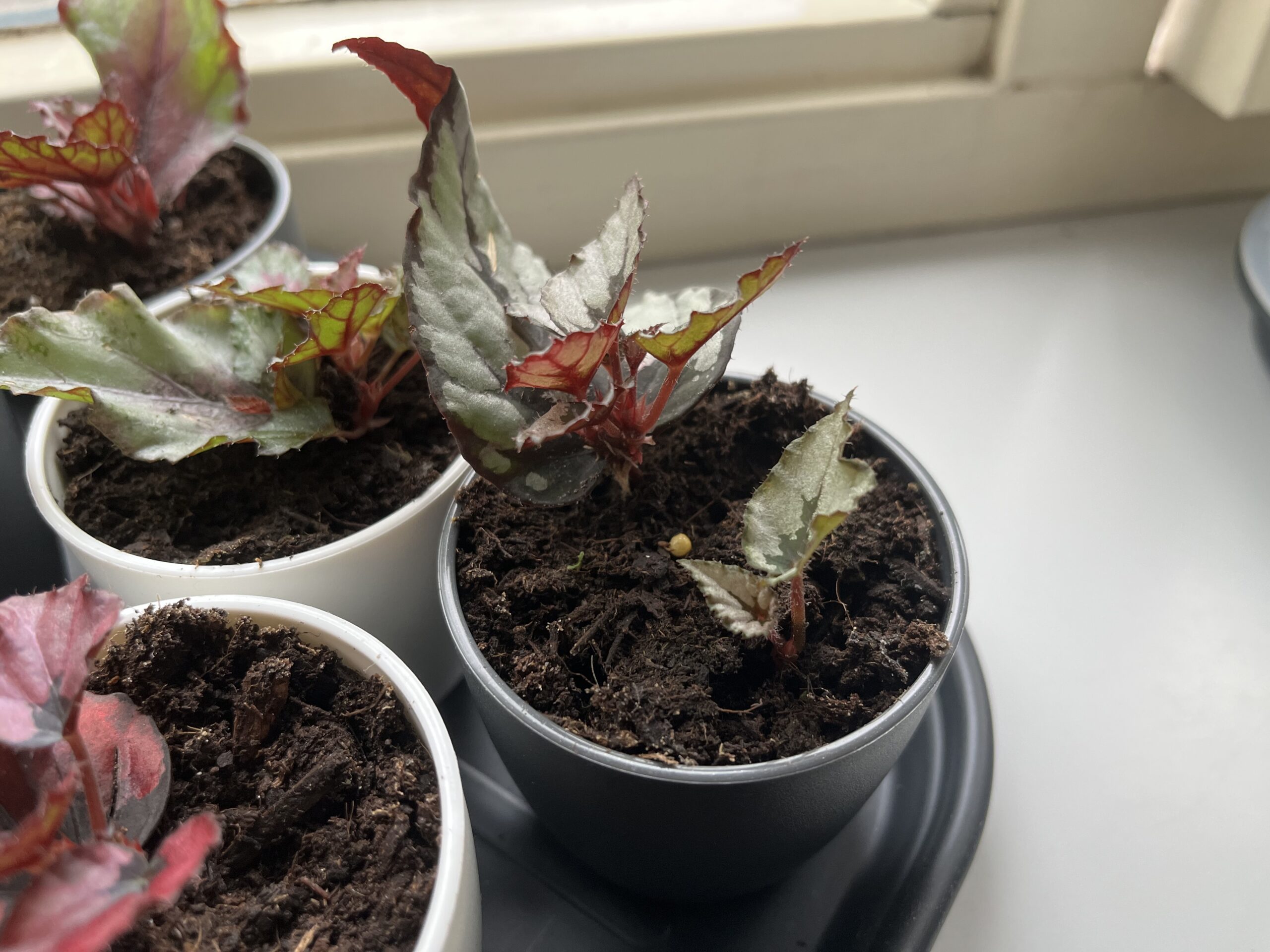 Update Plantenstekjes begonia