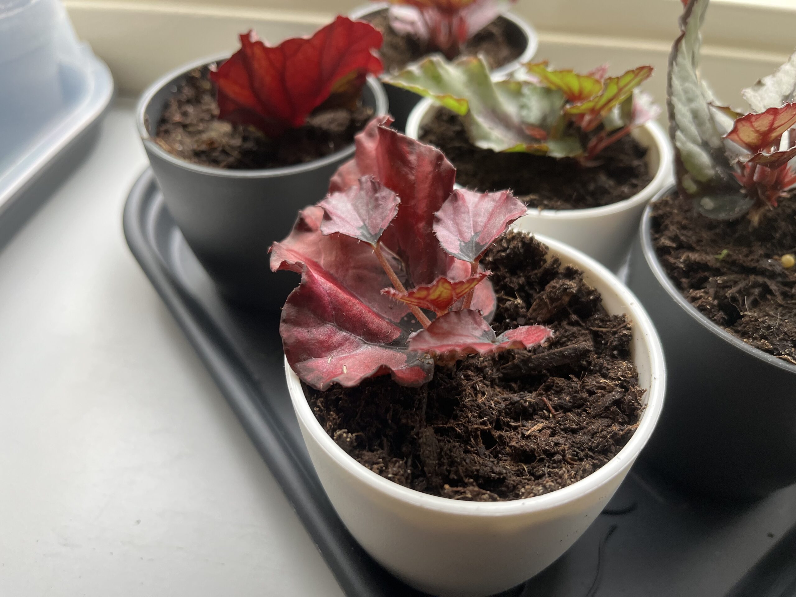 Update Plantenstekjes begonia