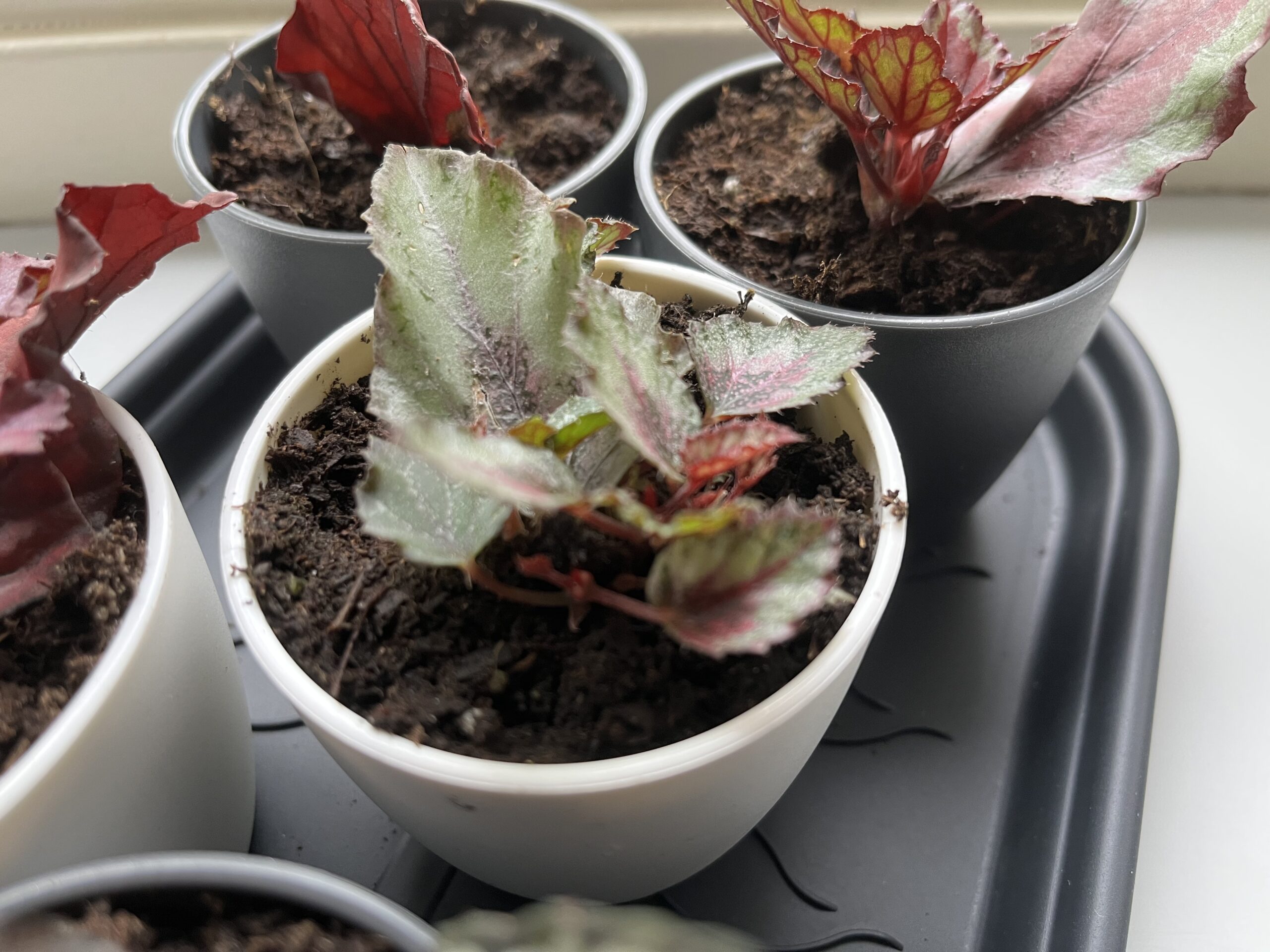 Update Plantenstekjes begonia