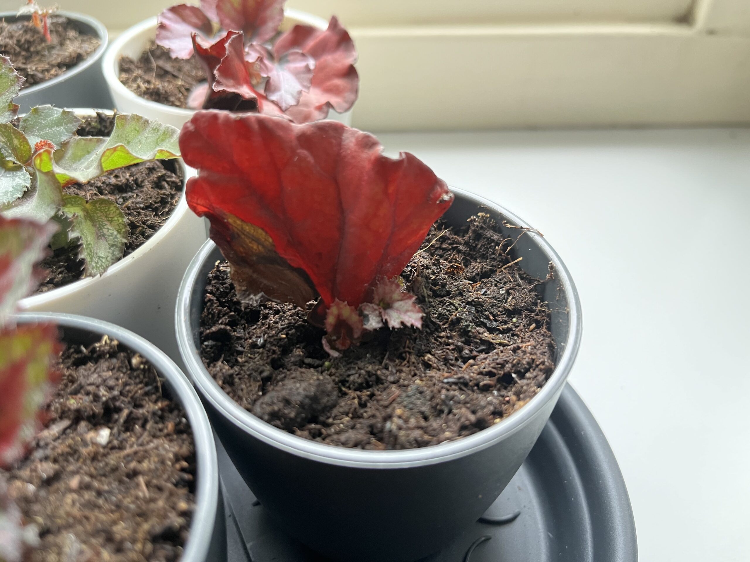 Update Plantenstekjes begonia