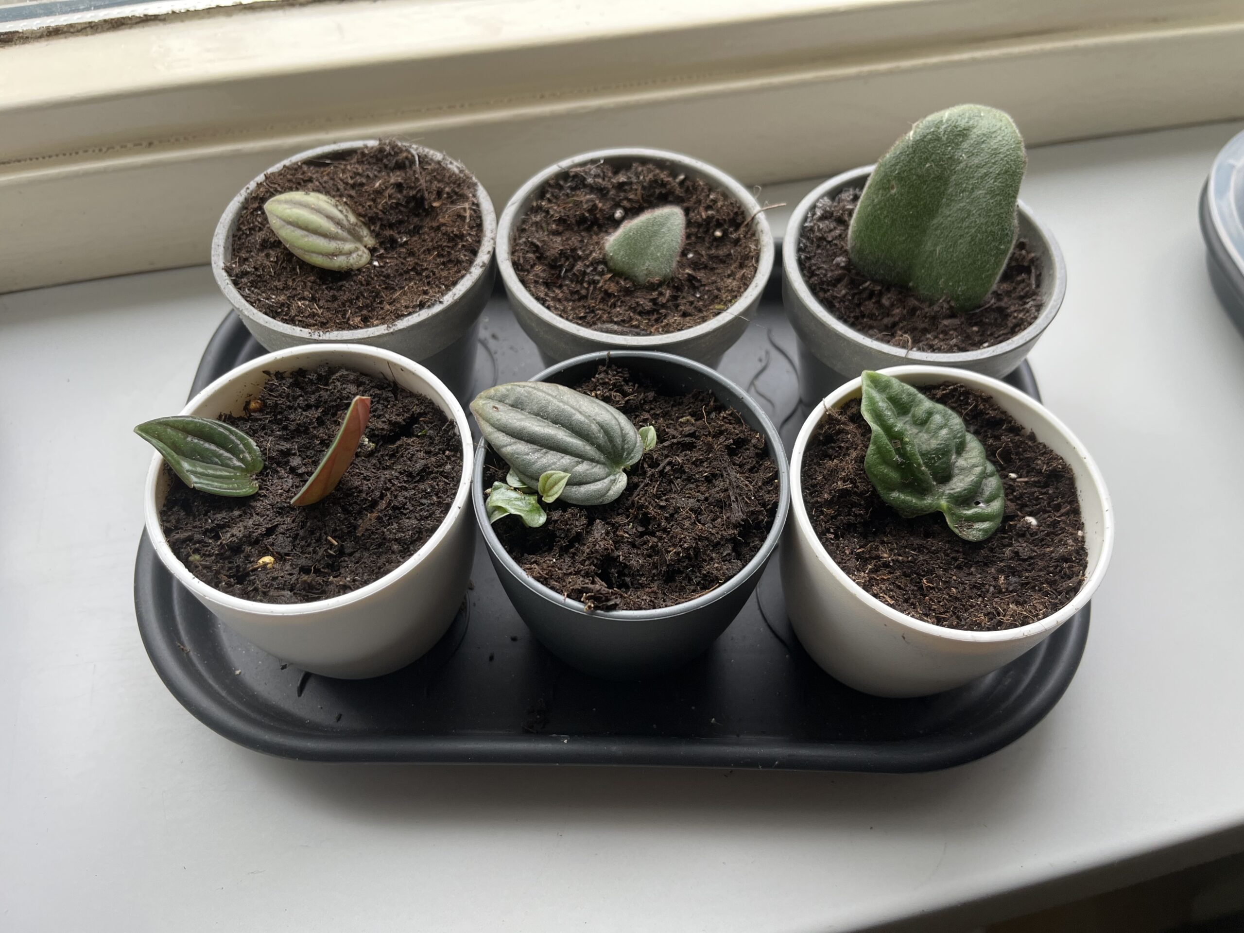 Update Plantenstekjes pandaplant peperomia