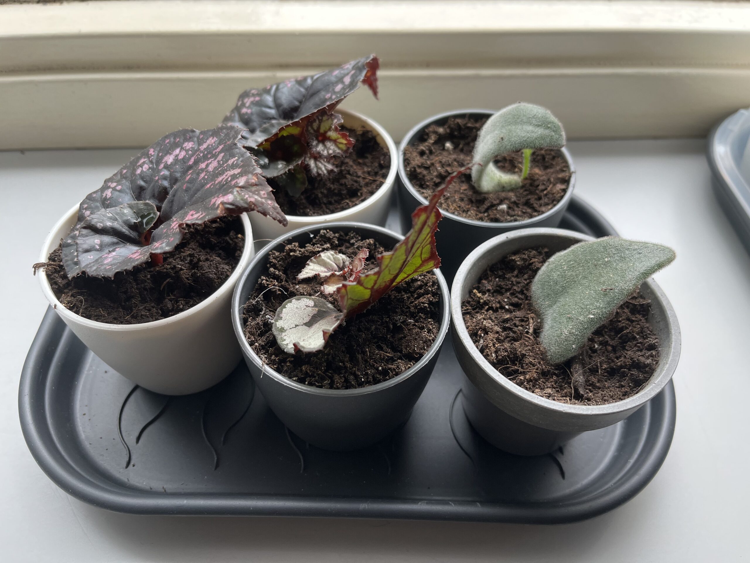 Update Plantenstekjes kalanchoë tomentosa pandaplant begonia
