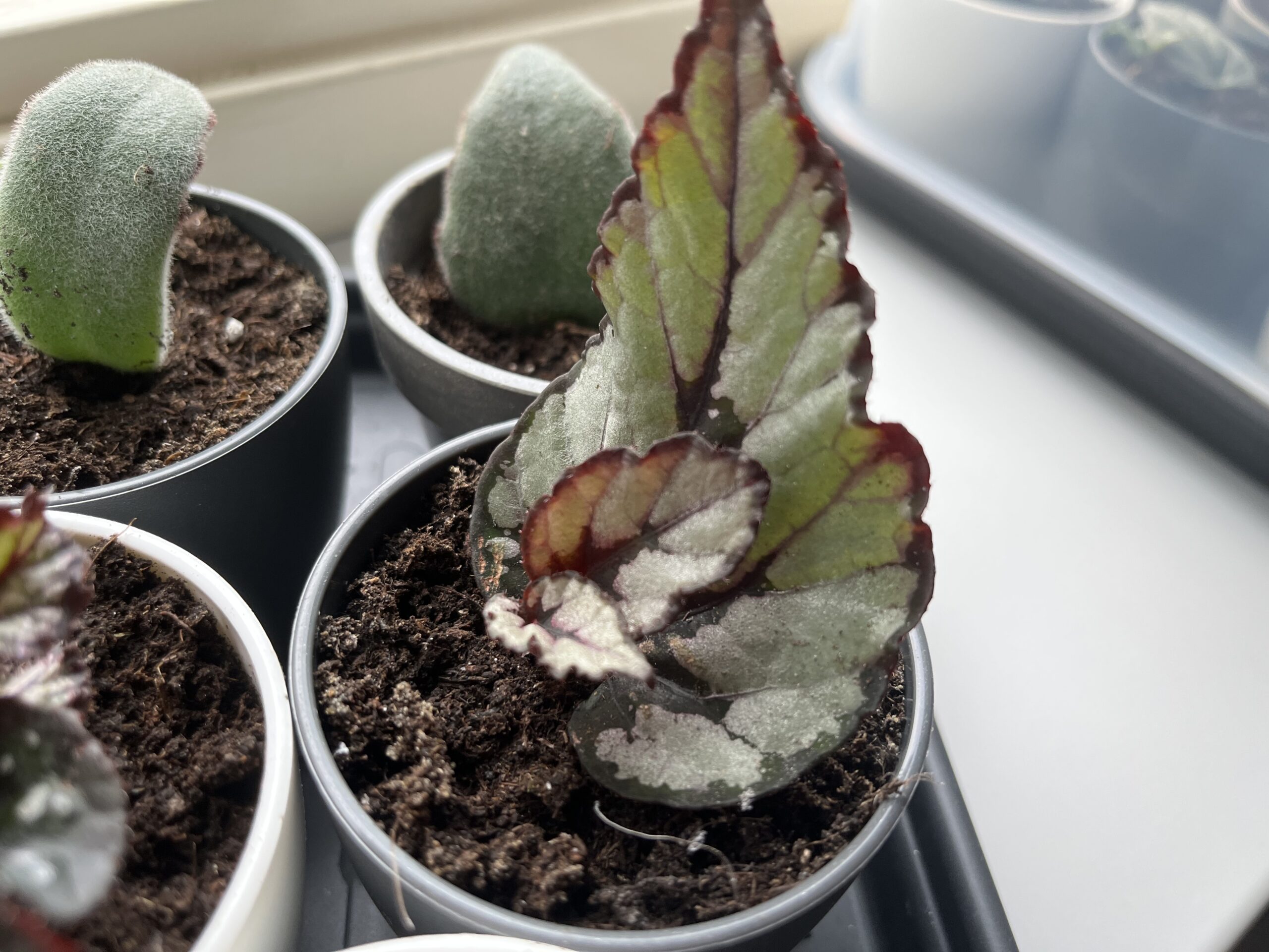 Update Plantenstekjes begonia