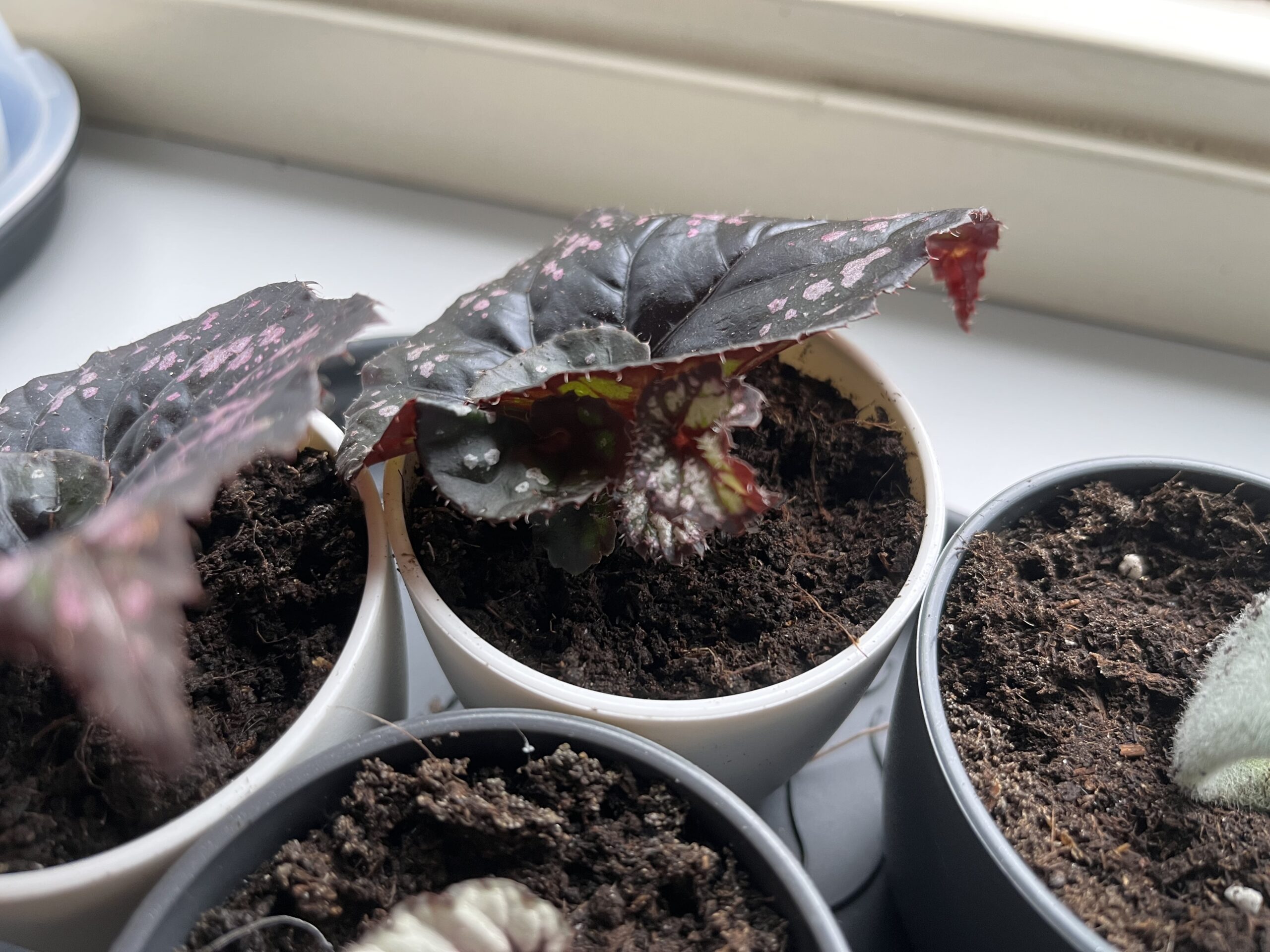 Update Plantenstekjes begonia