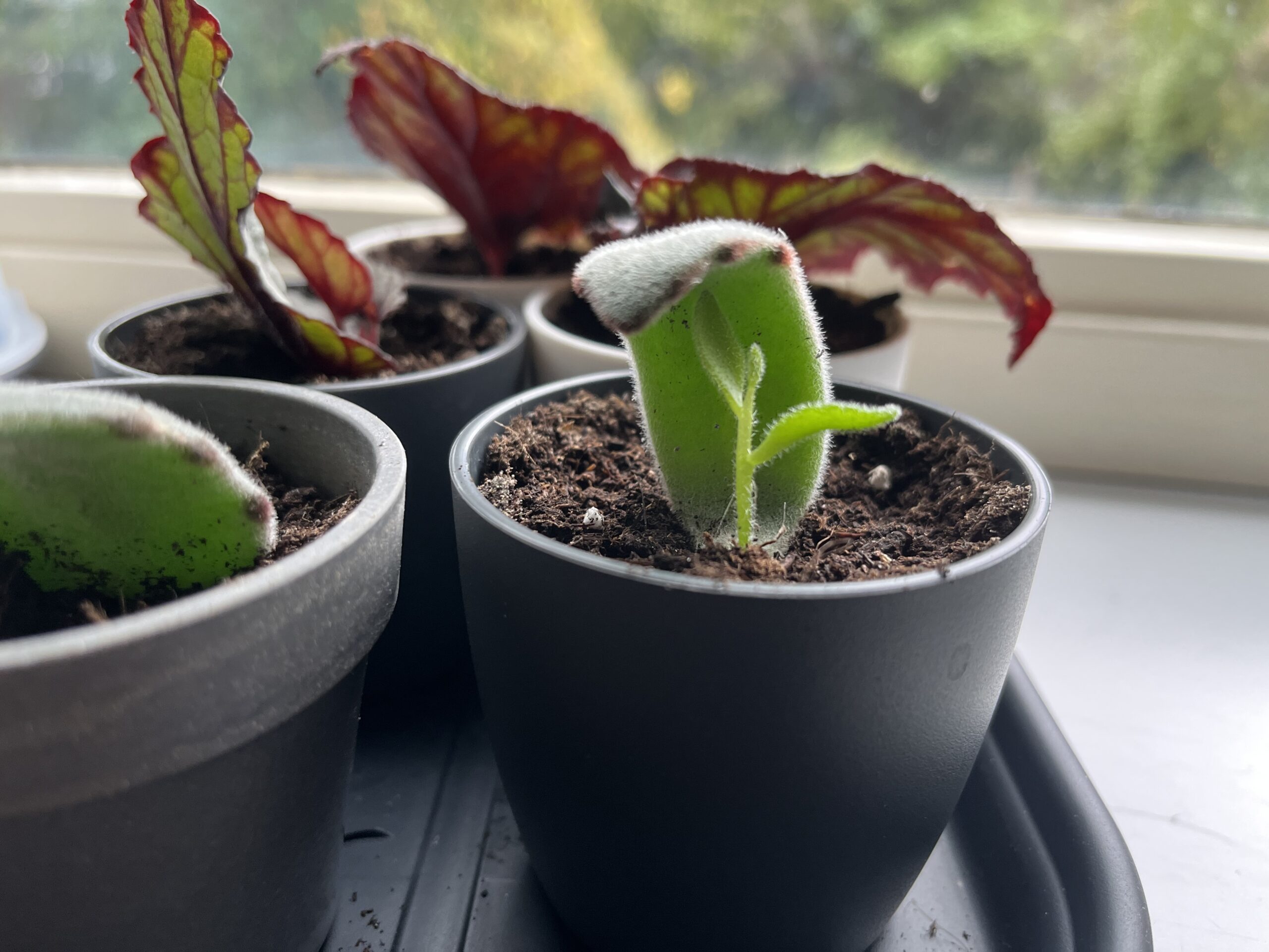 Update Plantenstekjes kalanchoë tomentosa