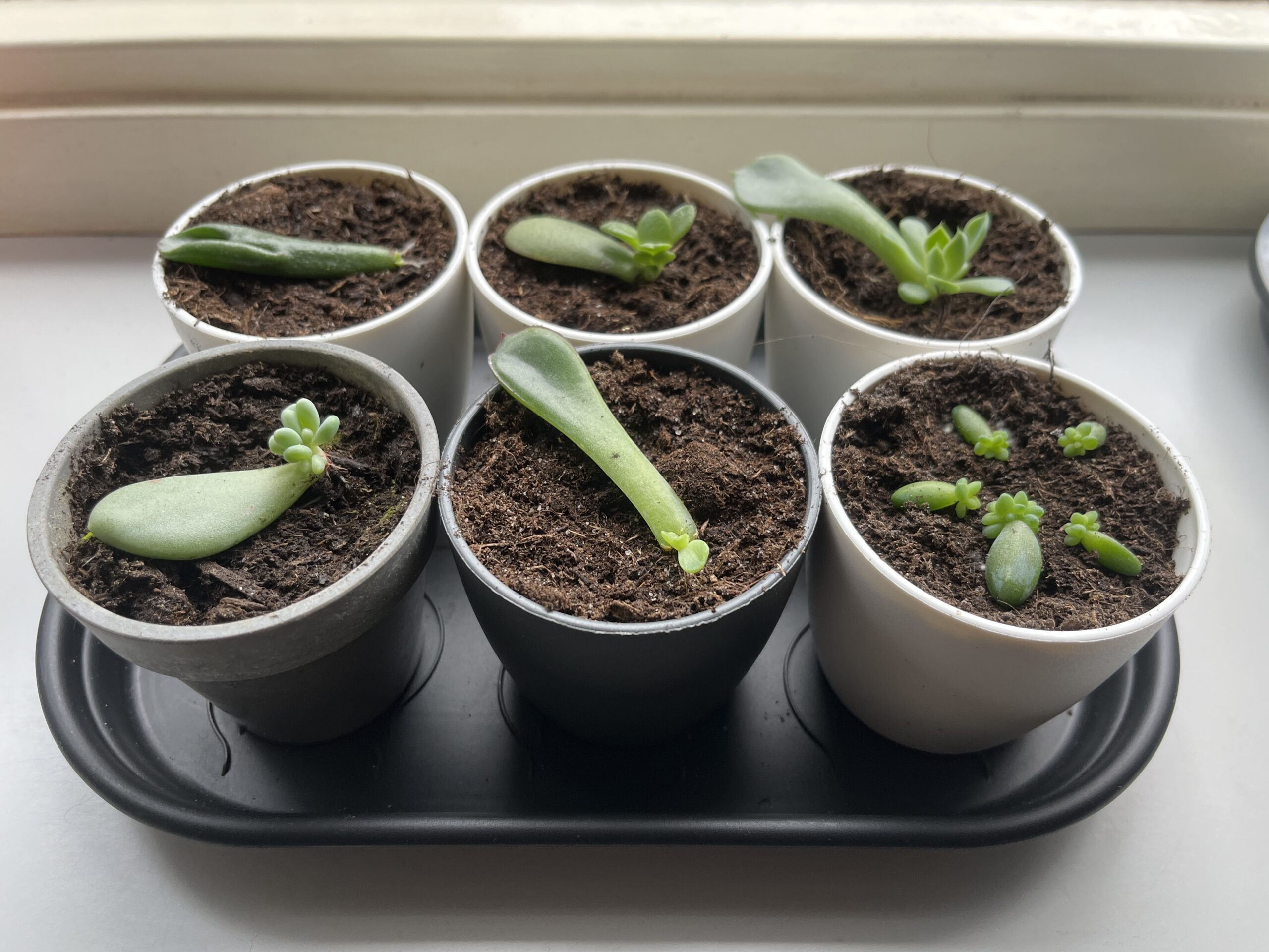 Update Plantenstekjes vetplantjes
