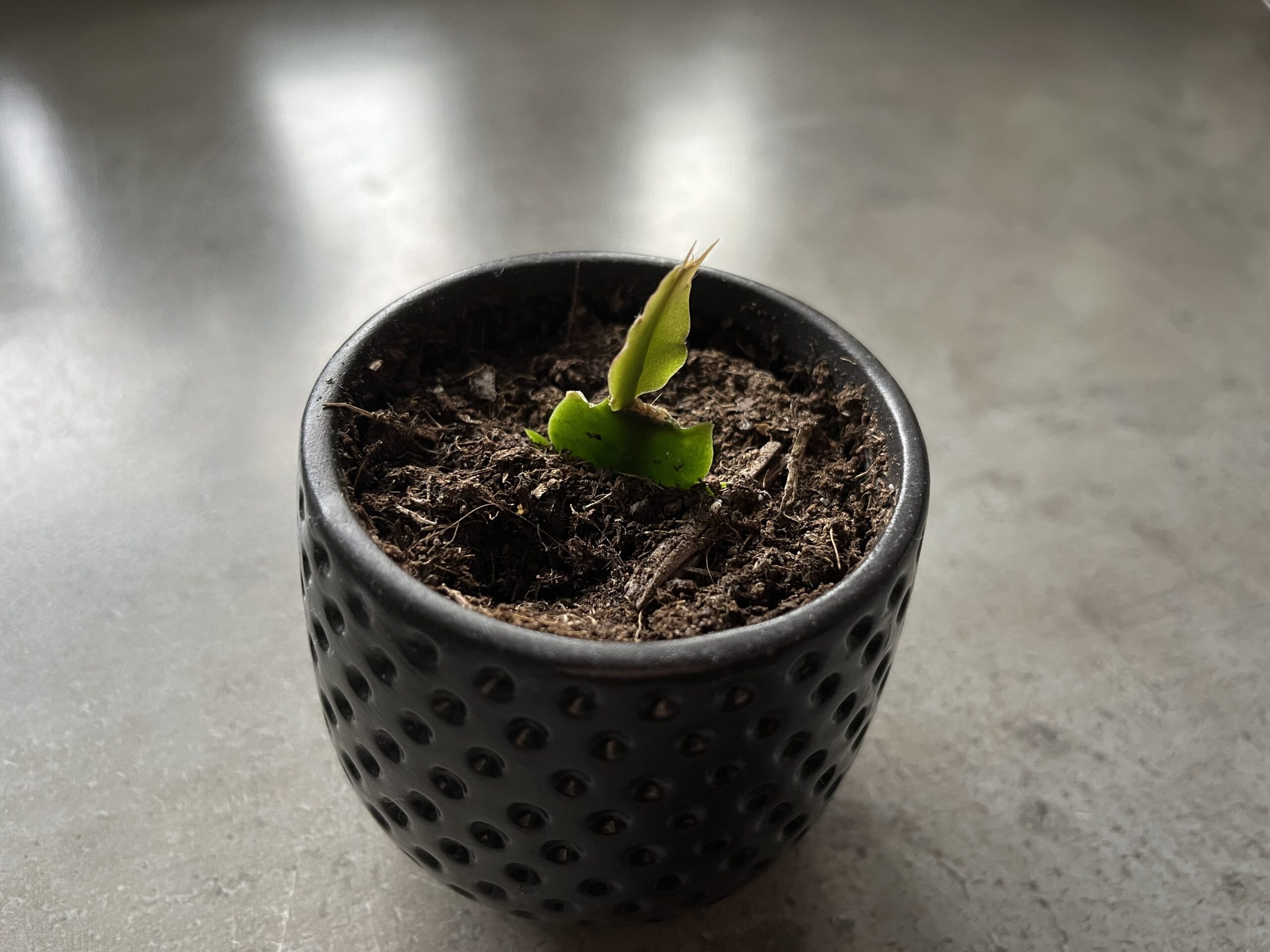 Update Plantenstekjes lidcactus