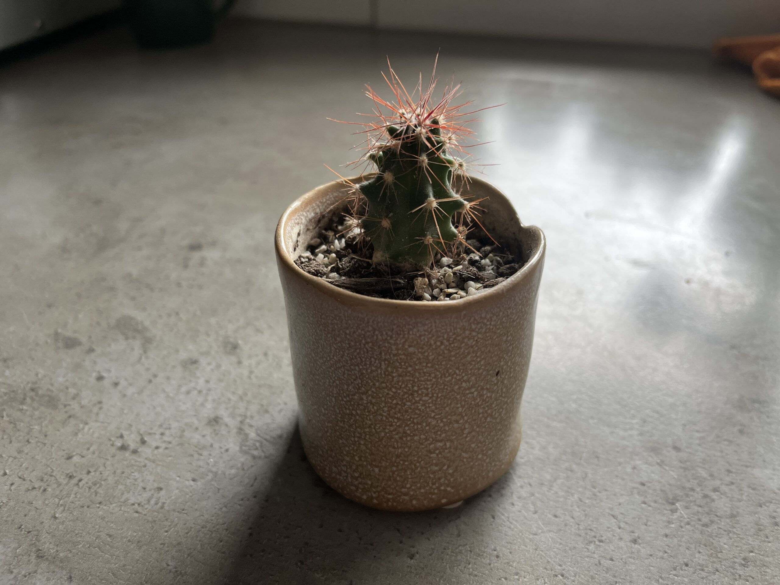 Update Plantenstekjes cactus