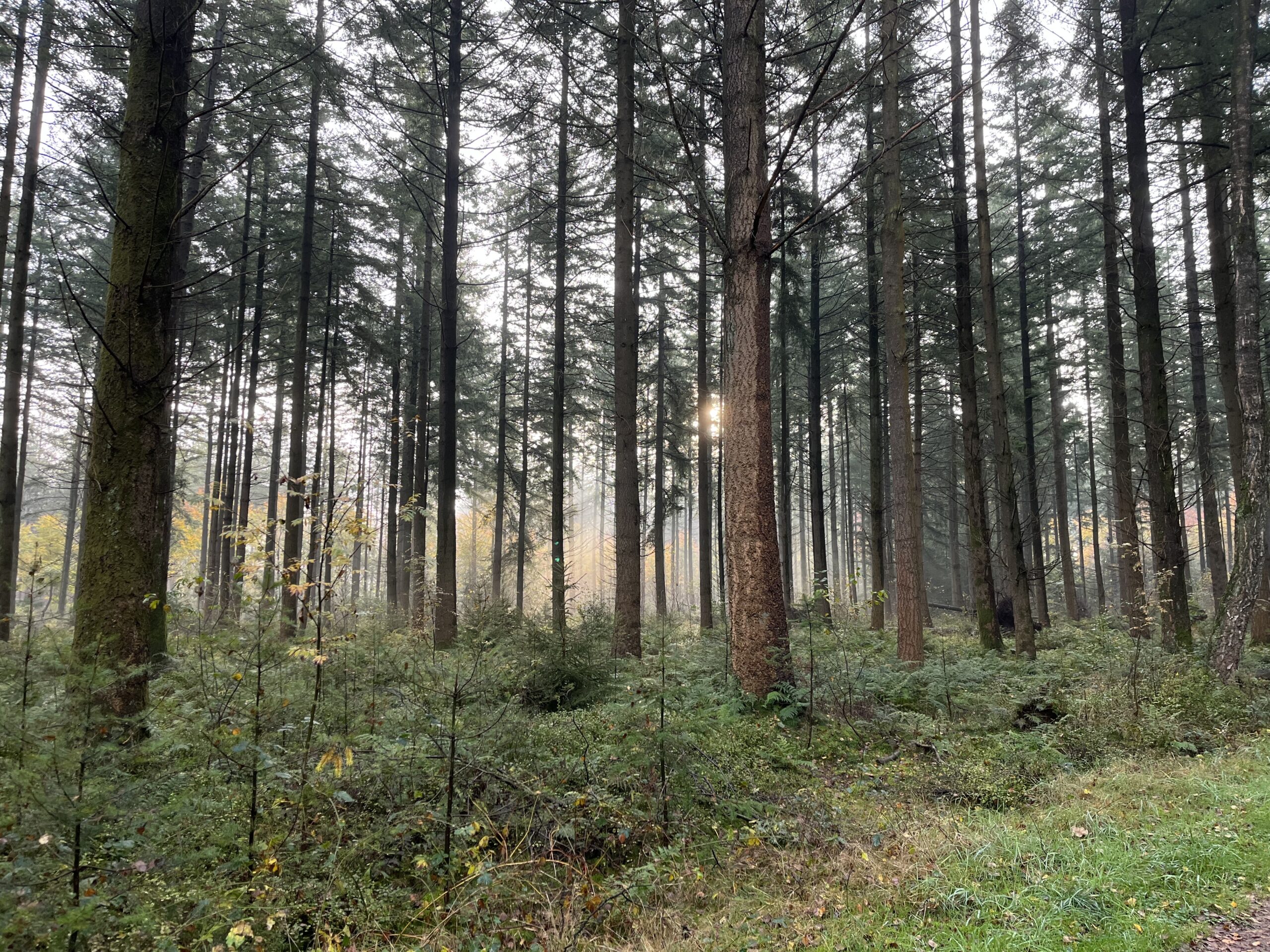 Rondje Overberg - Prattenburg Bos