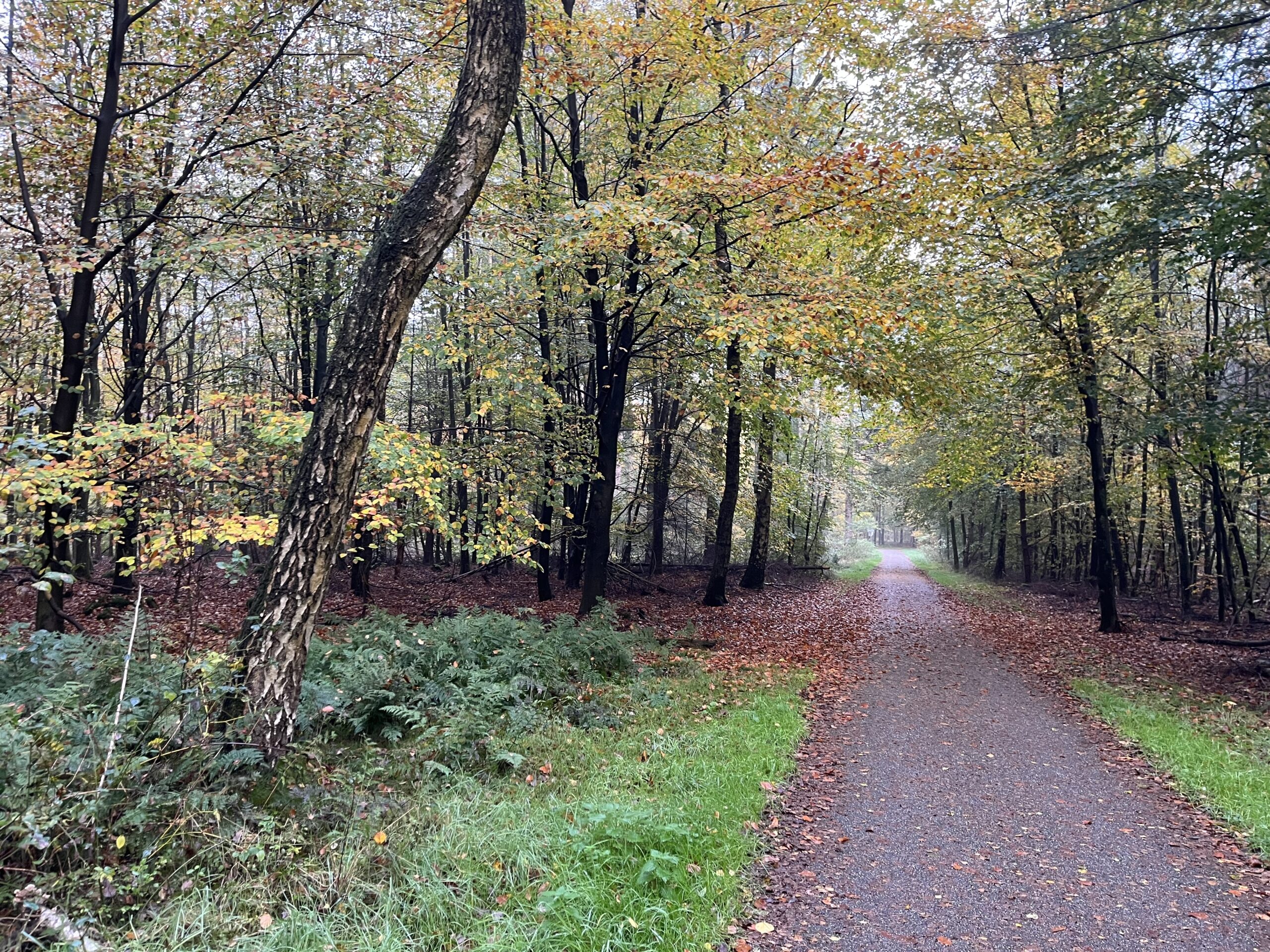 Rondje Overberg - Prattenburg Bos