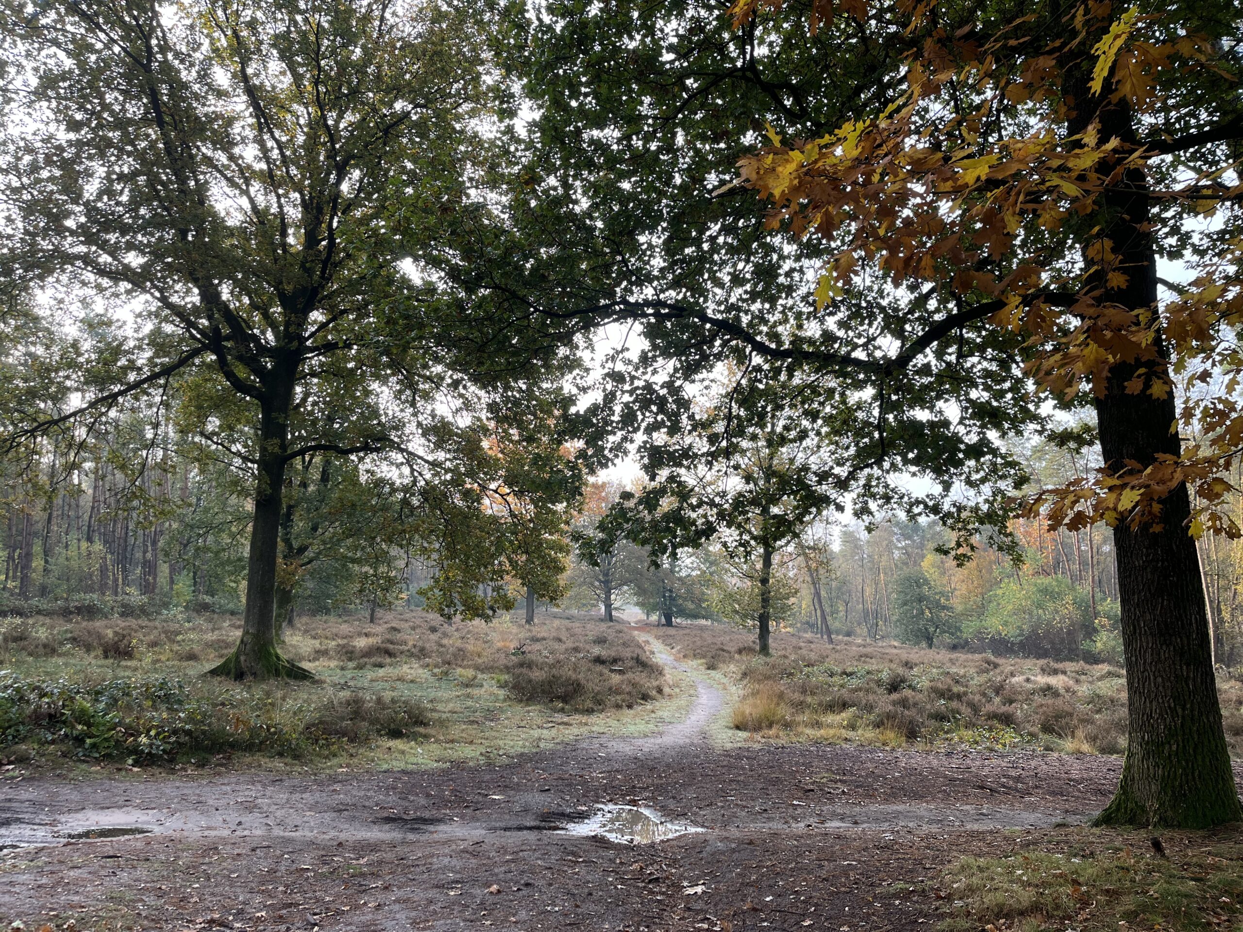 Rondje Overberg - Prattenburg Bos