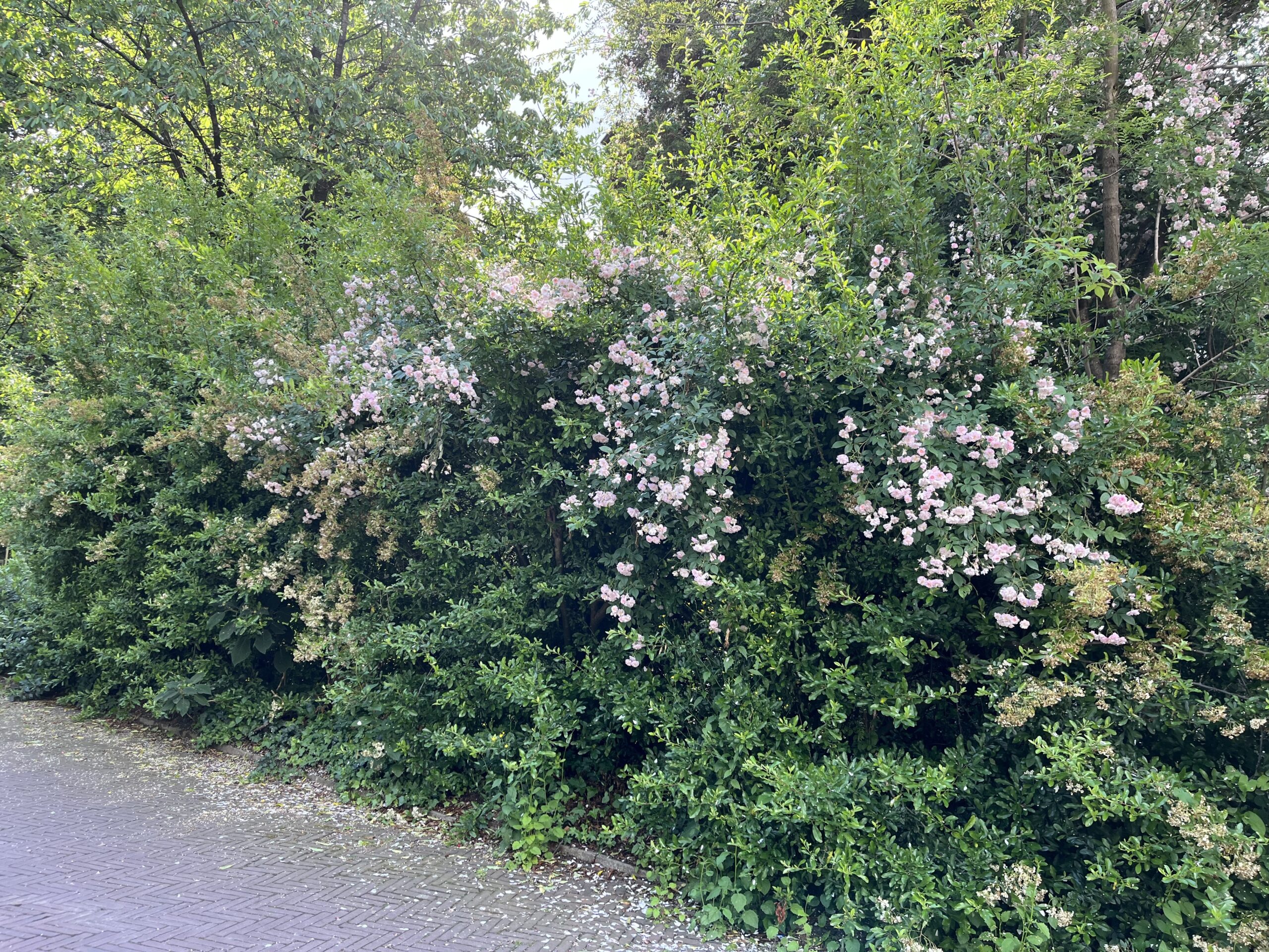 Wandeling Belmonte Arboretum Wageningen