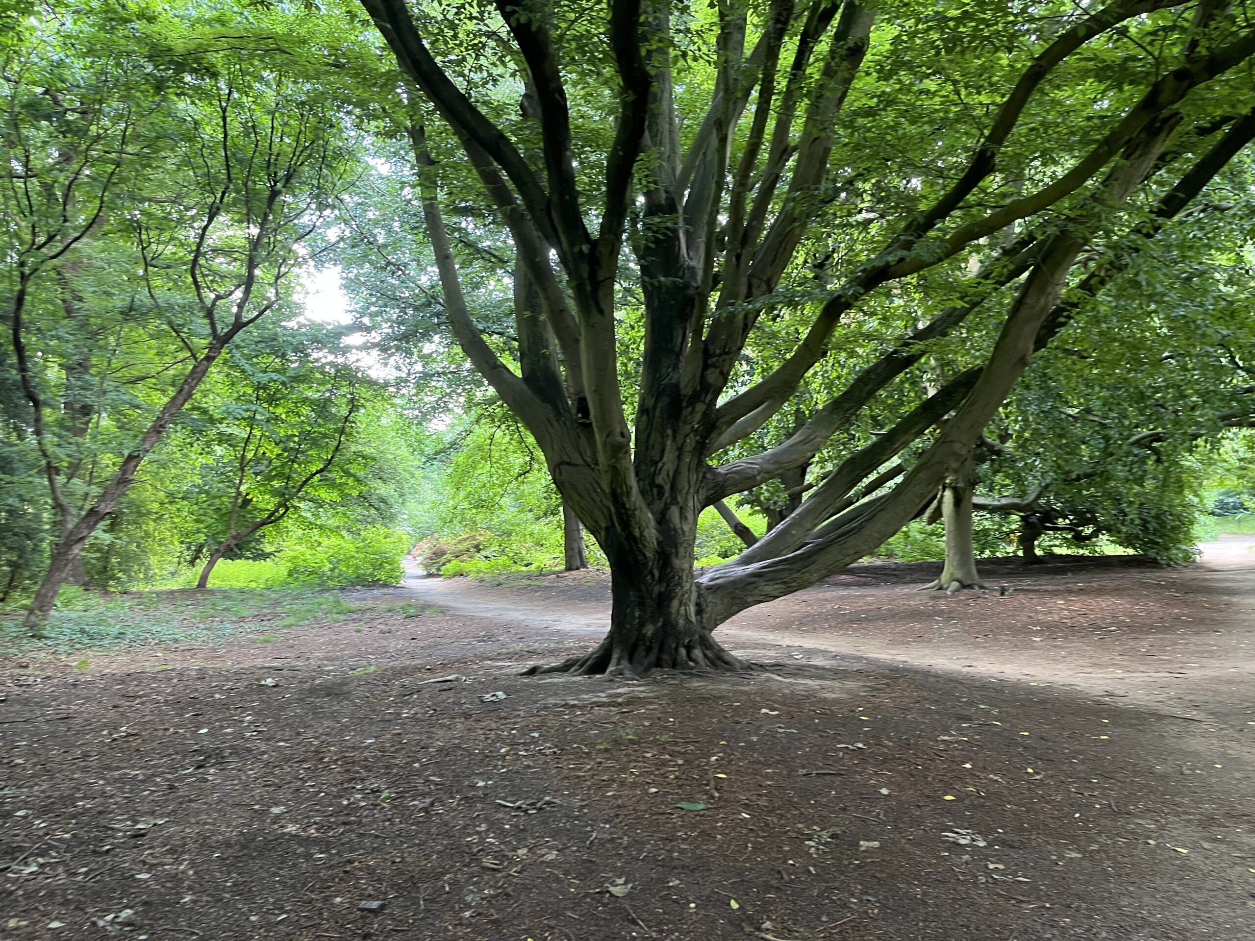 Wandeling Belmonte Arboretum Wageningen