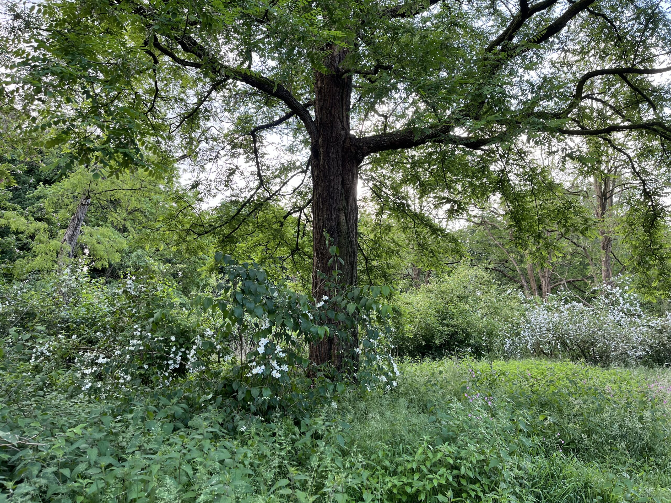 Wandeling Belmonte Arboretum Wageningen