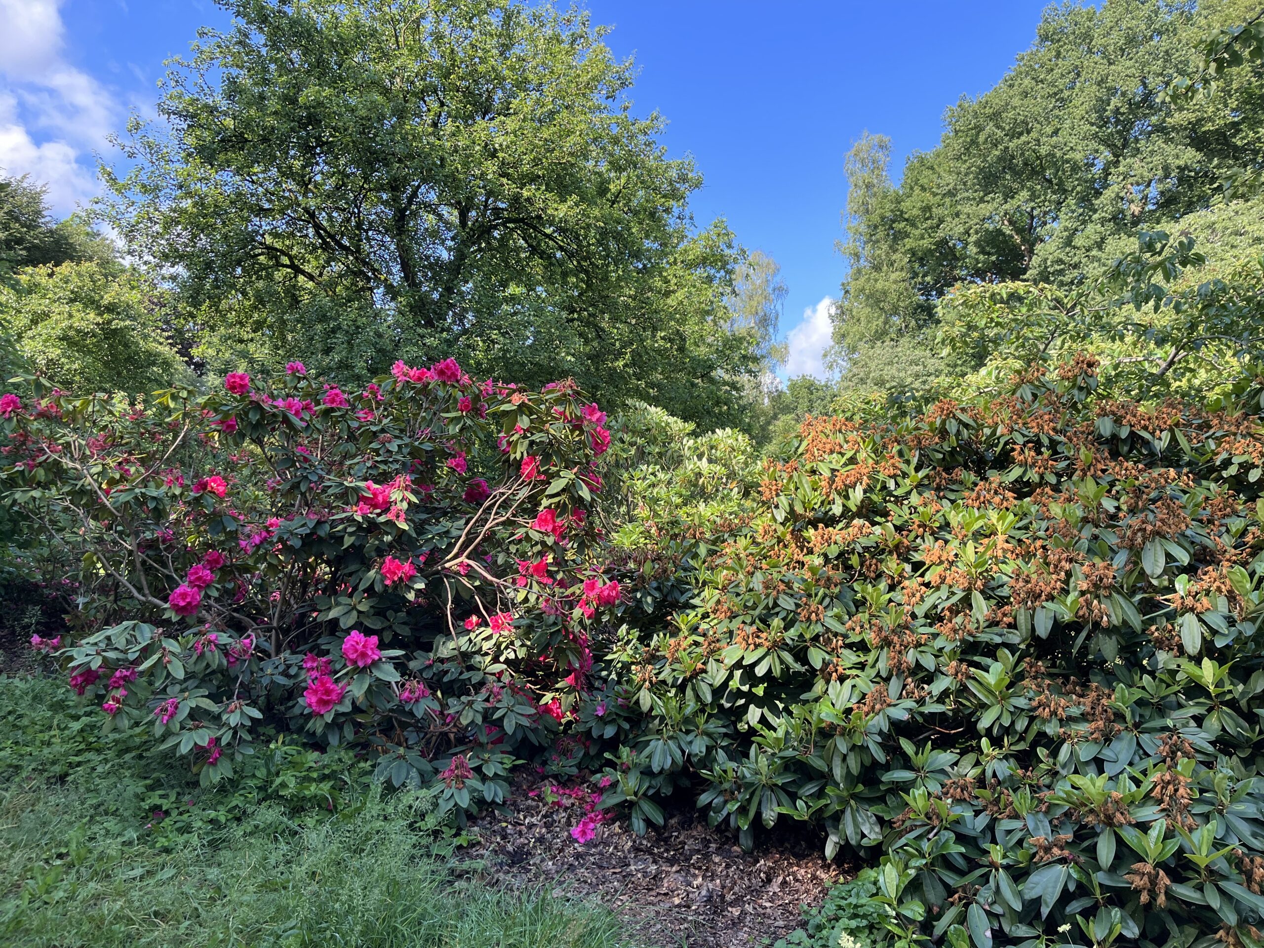 Wandeling Belmonte Arboretum Wageningen