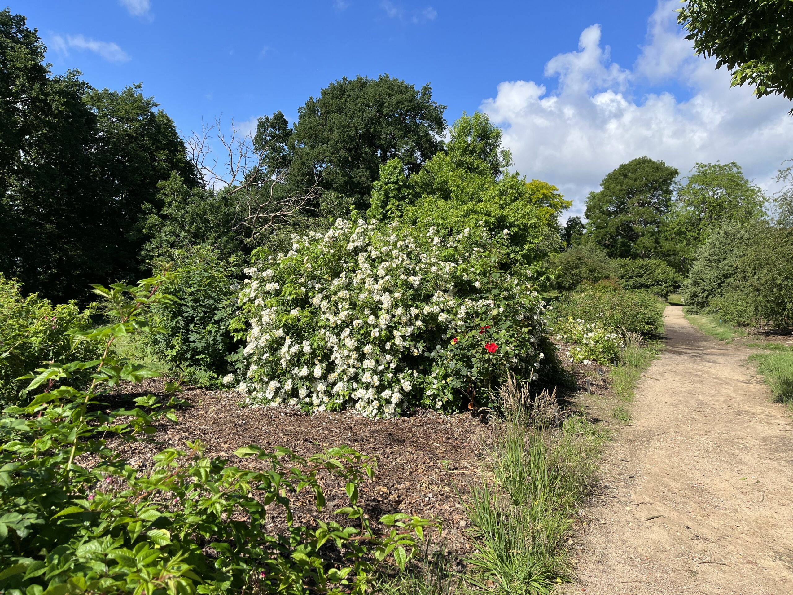 Wandeling Belmonte Arboretum Wageningen